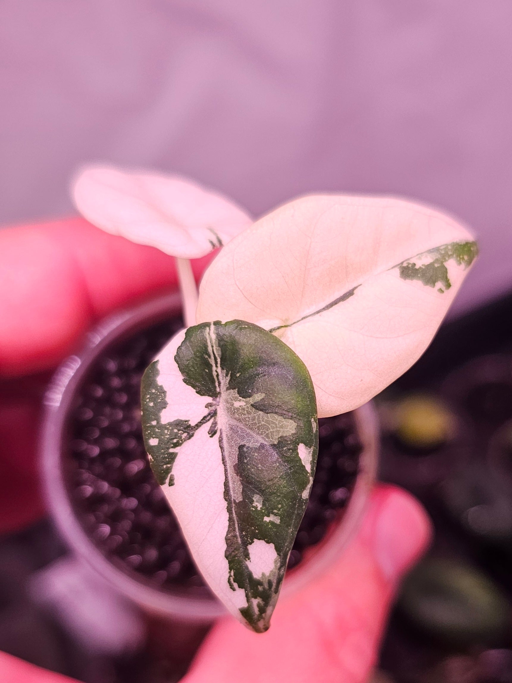 Alocasia Maharani Albo Variegata – Patsplants