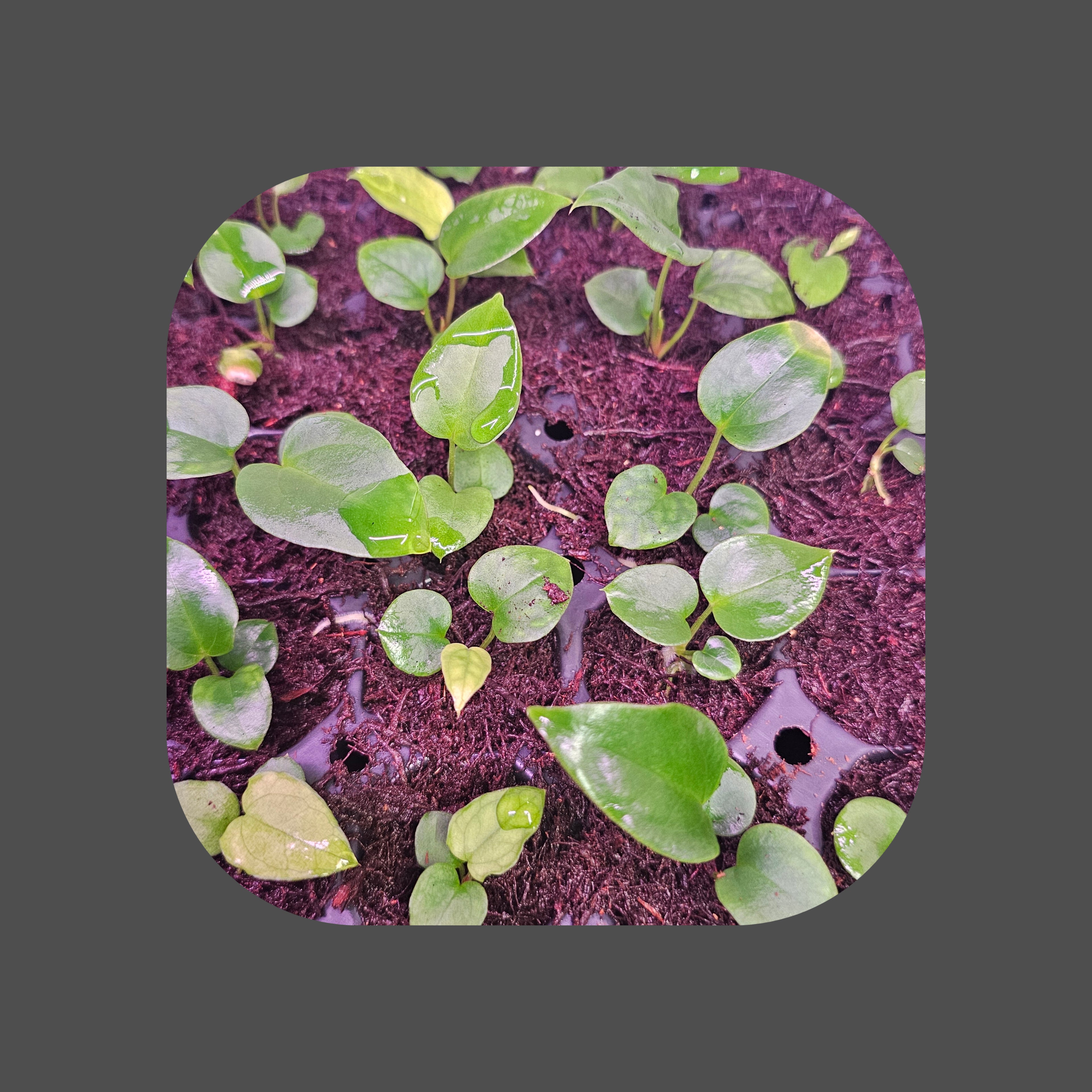 Anthurium seedlings hybrids for sale