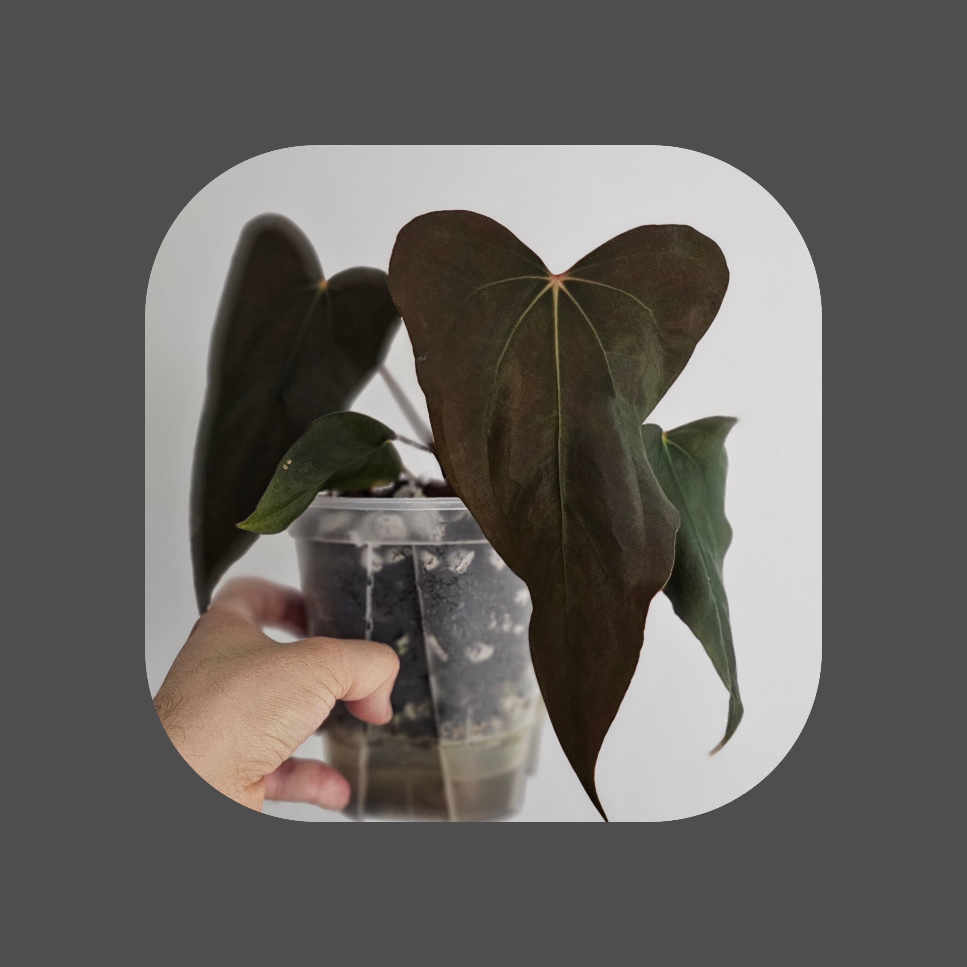 Anthurium Clones for sale