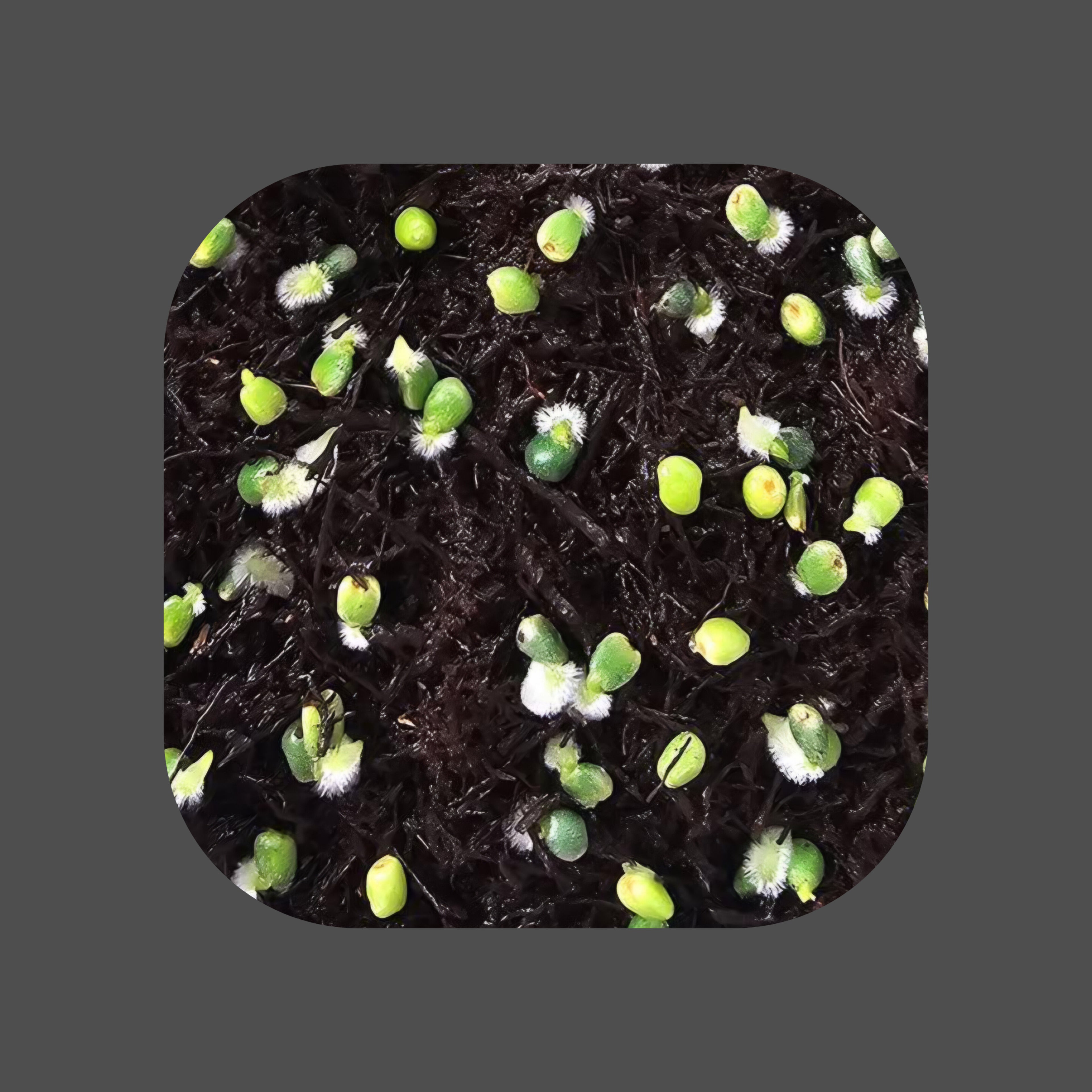Anthurium seeds hybrids for sale