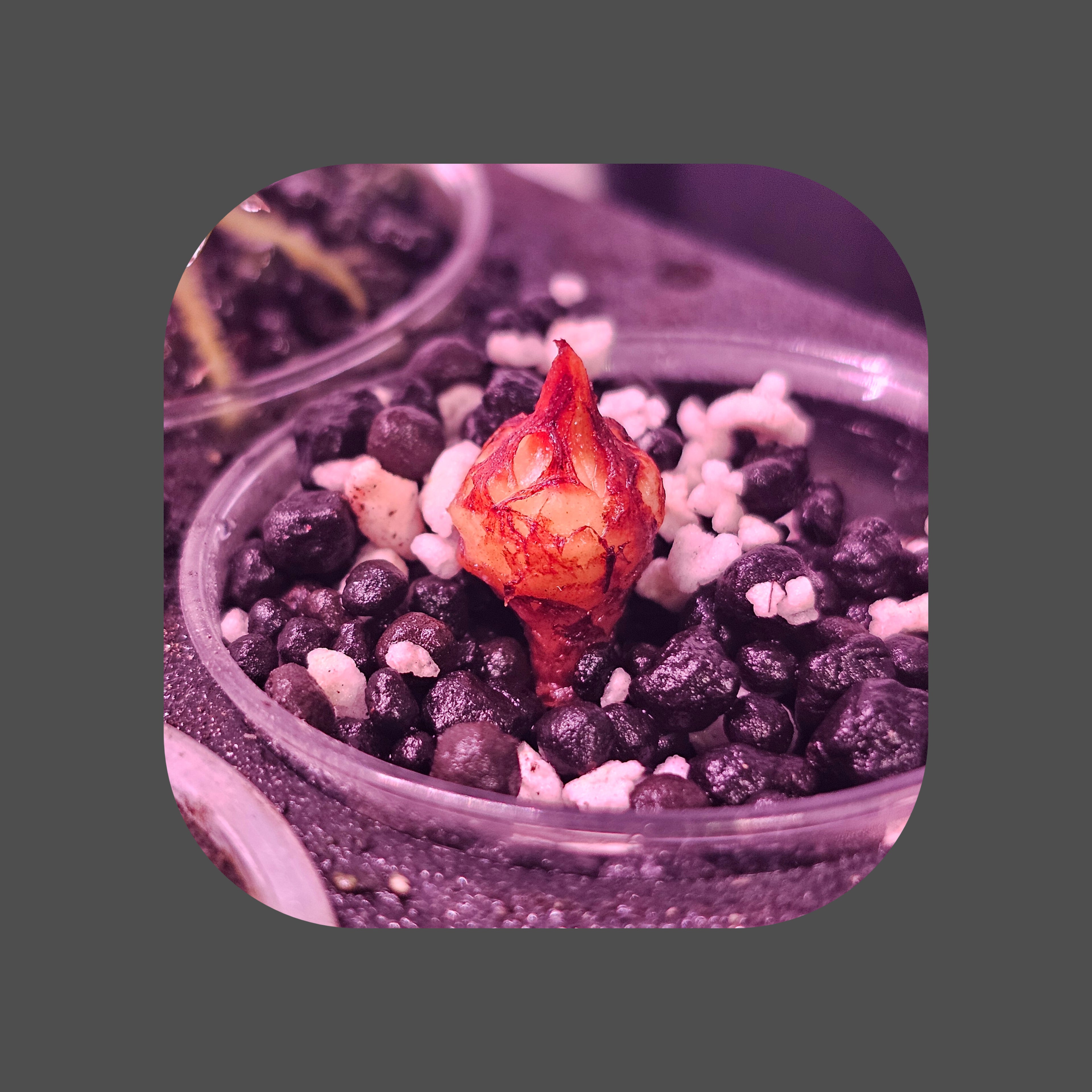 Alocasia corms for sale