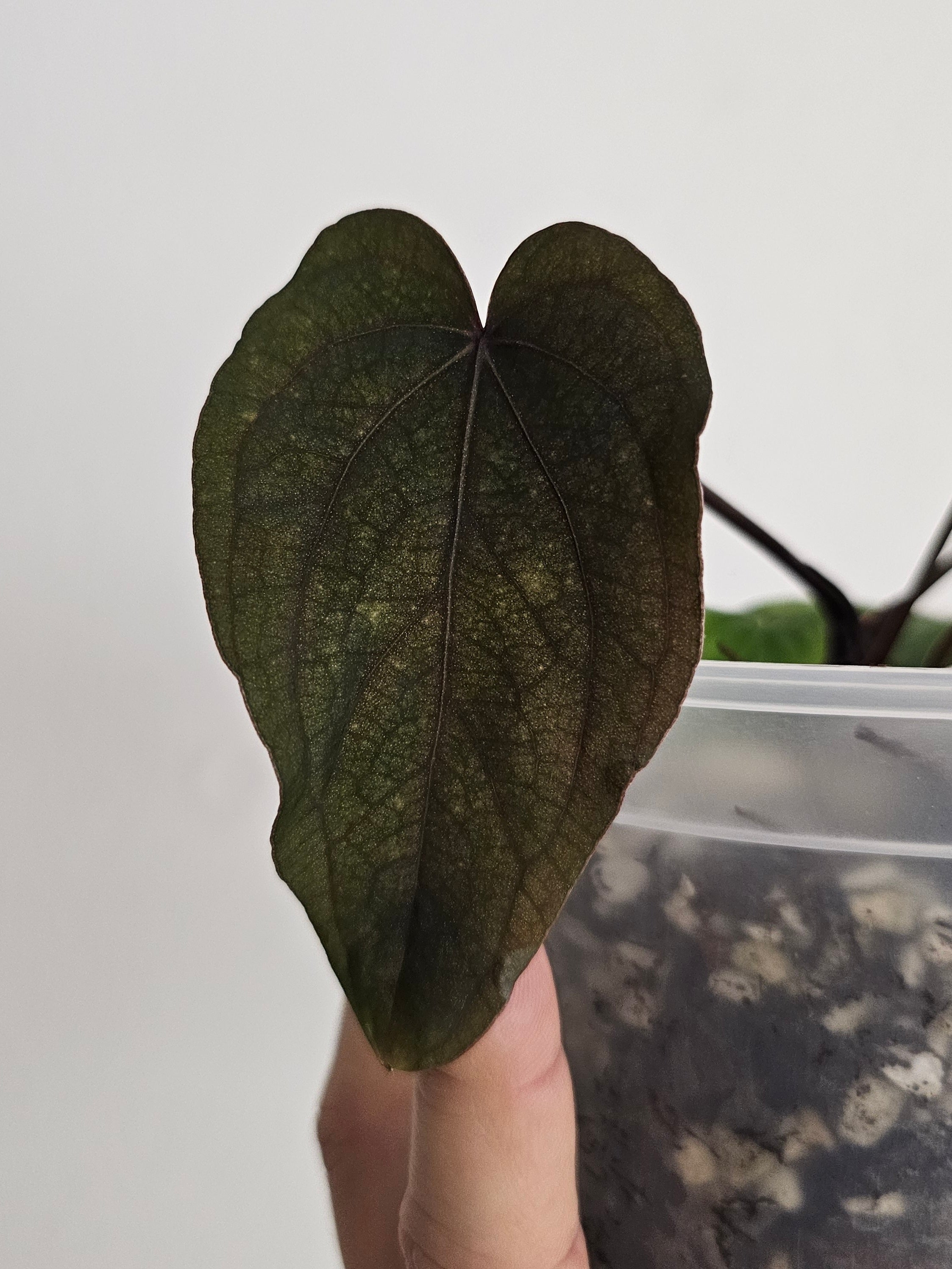 Anthurium Midnight Velvet 'Deepy Ruby' clone