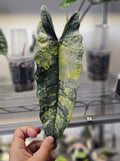 Alocasia Heterophylla metallic blue variegata corm