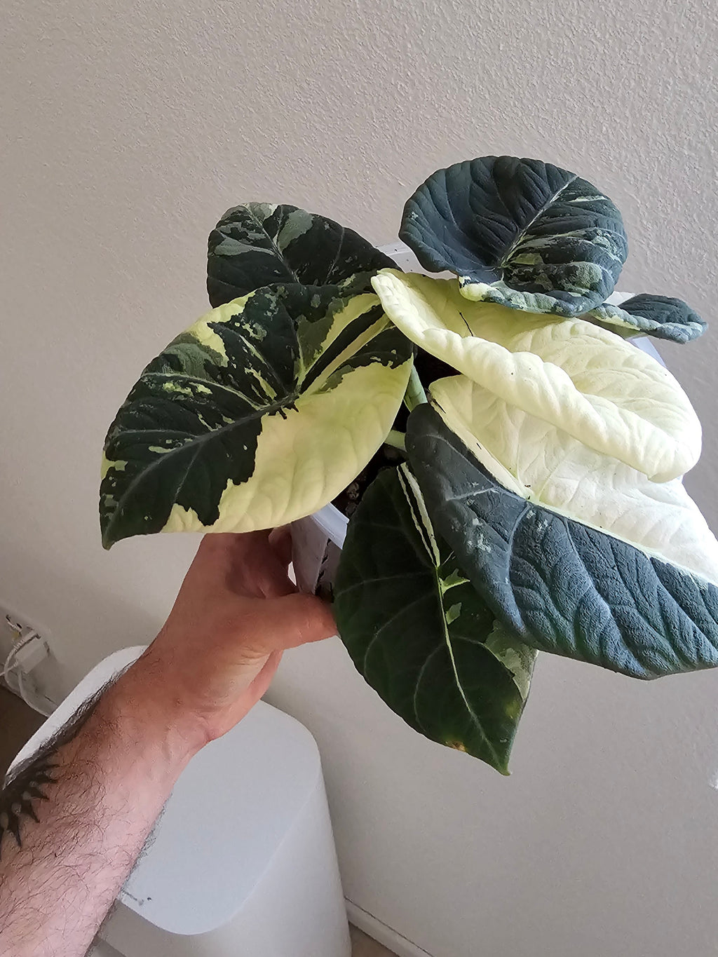 Alocasia Maharani albo corm
