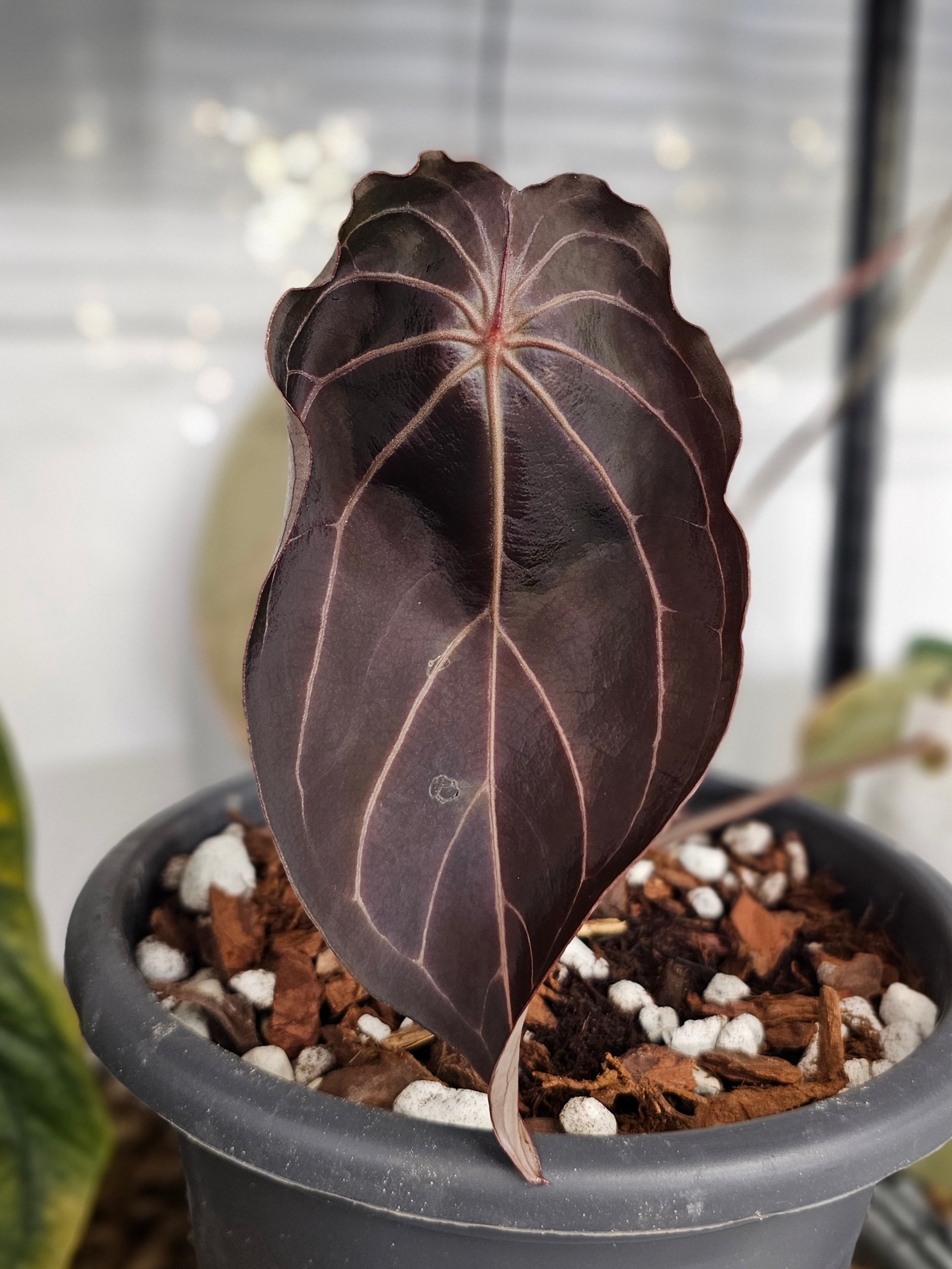 Anthurium Ralph Lynam s1 x (Black widow x red velvet cake)