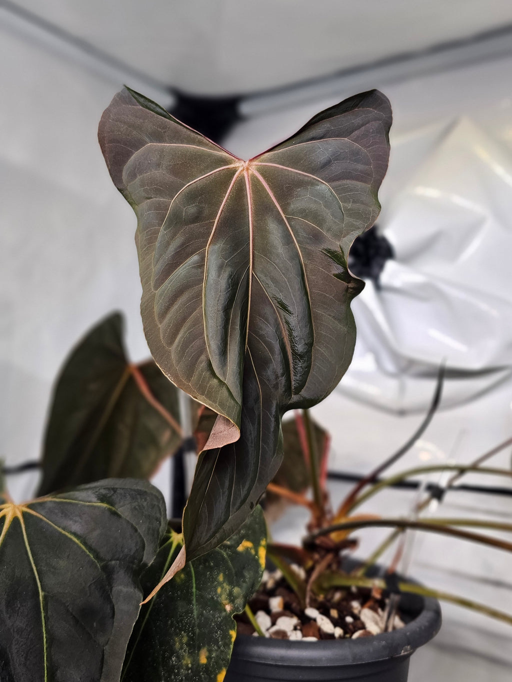 Anthurium Ralph Lynam s1 x (Black widow x red velvet cake)
