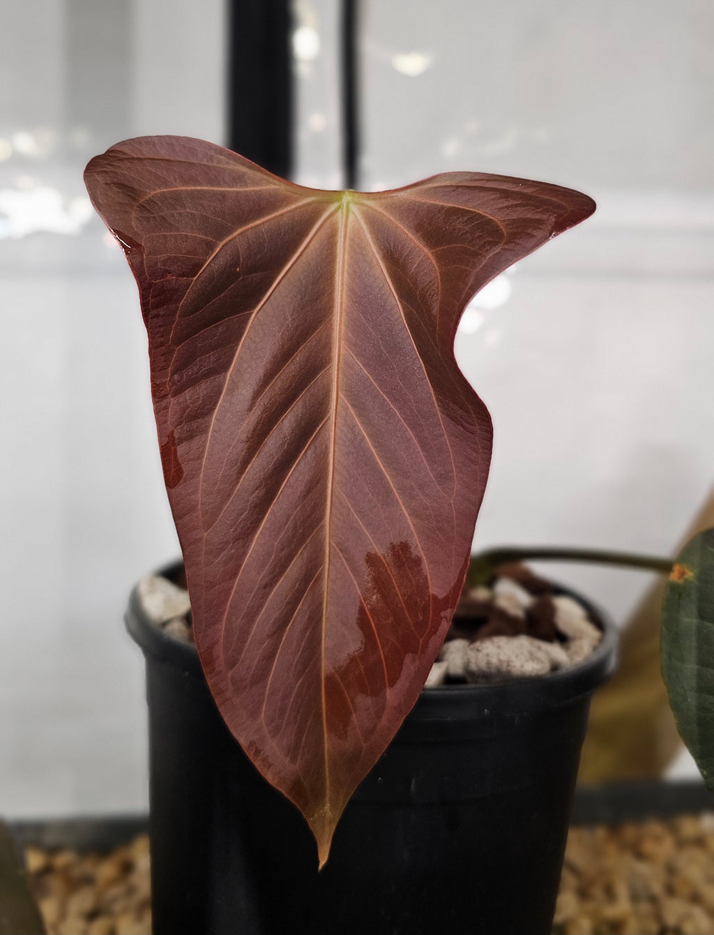 Anthurium Mr. Worldwide