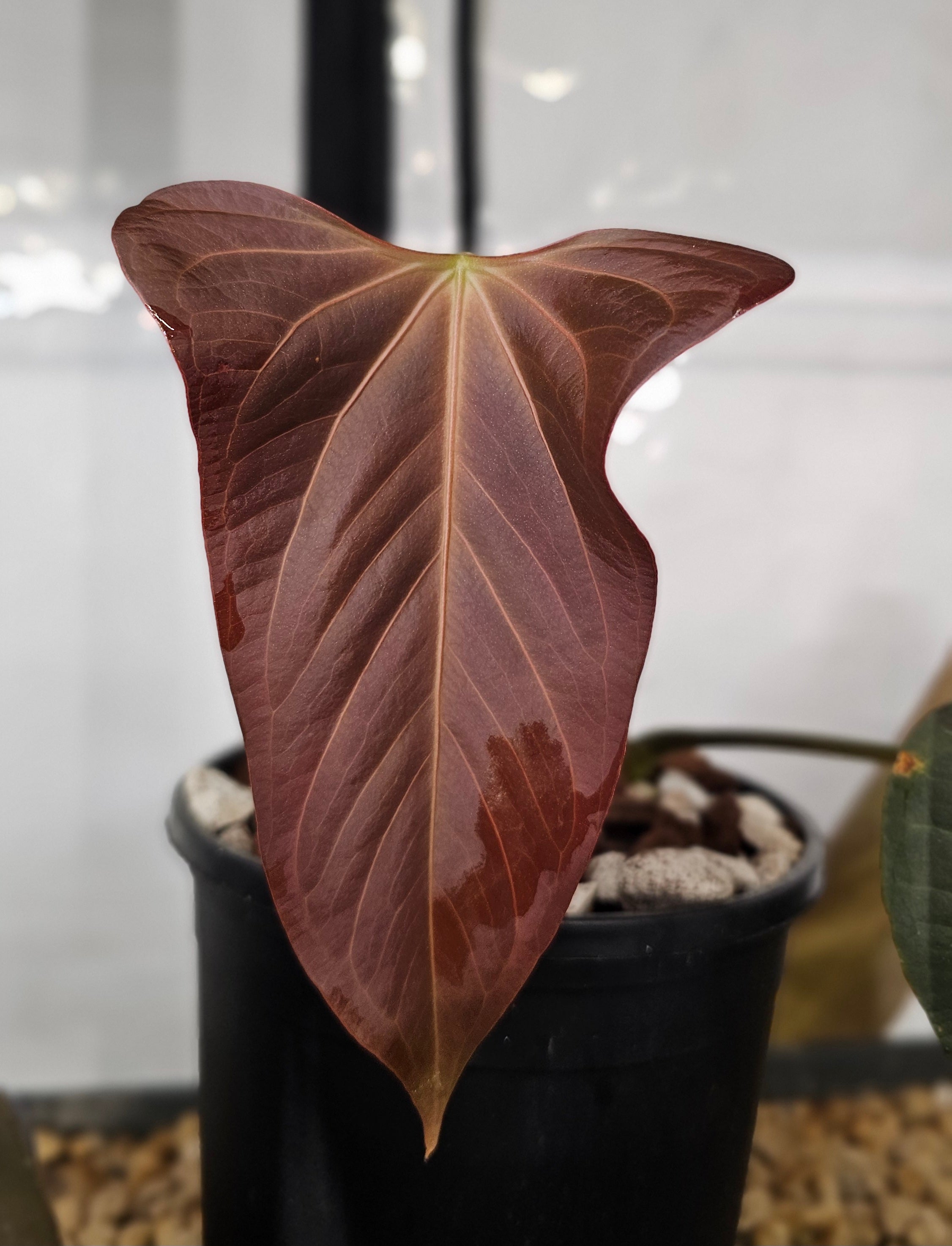 Anthurium Mr. Worldwide