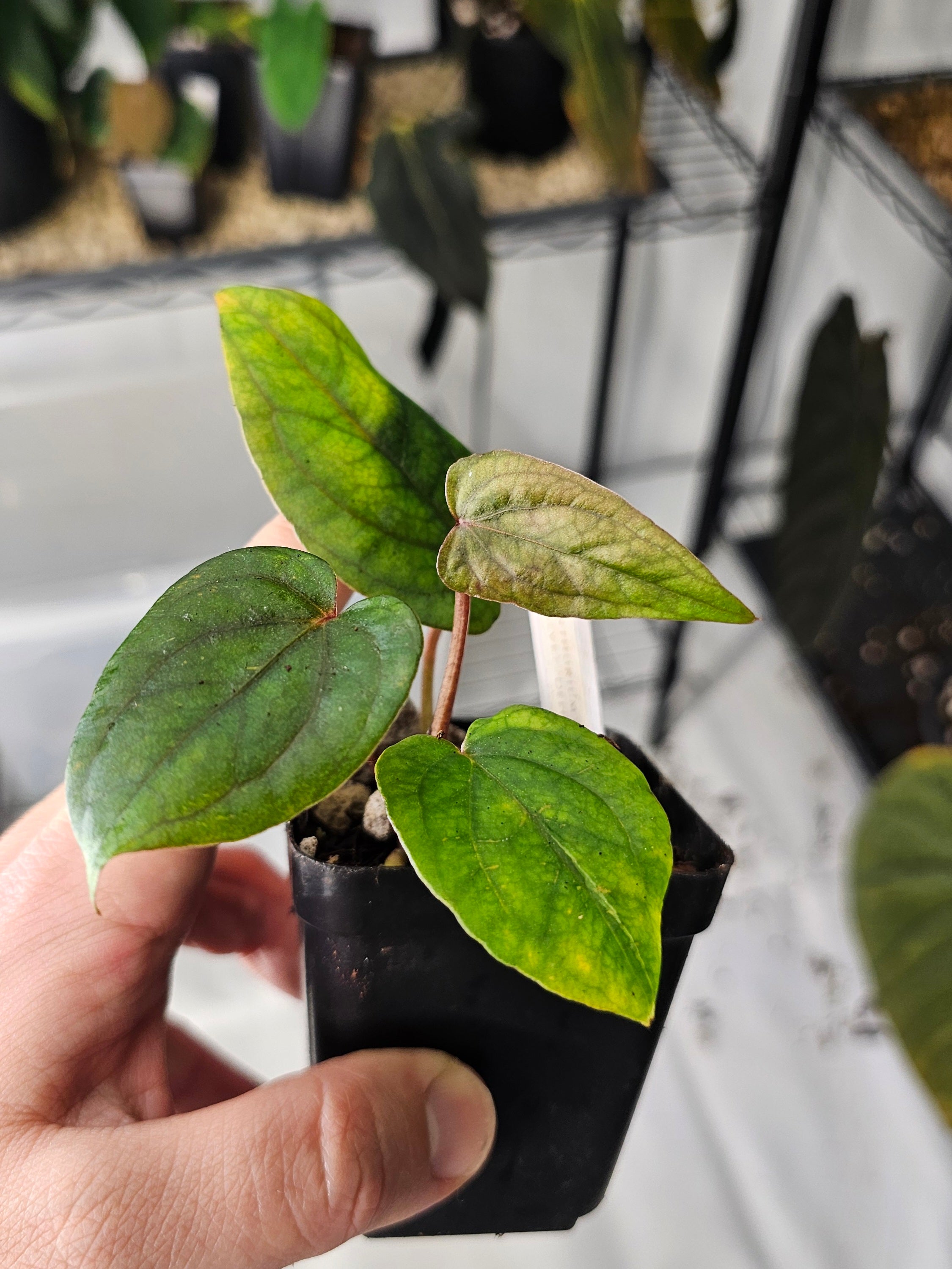 Anthurium Midnight Velvet 'Deepy Ruby' clone