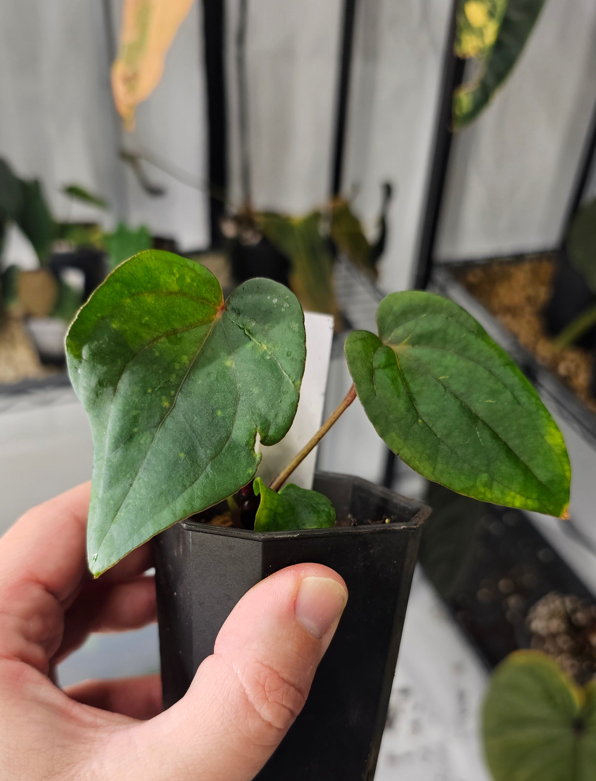 Anthurium Midnight Velvet 'Deepy Ruby' clone