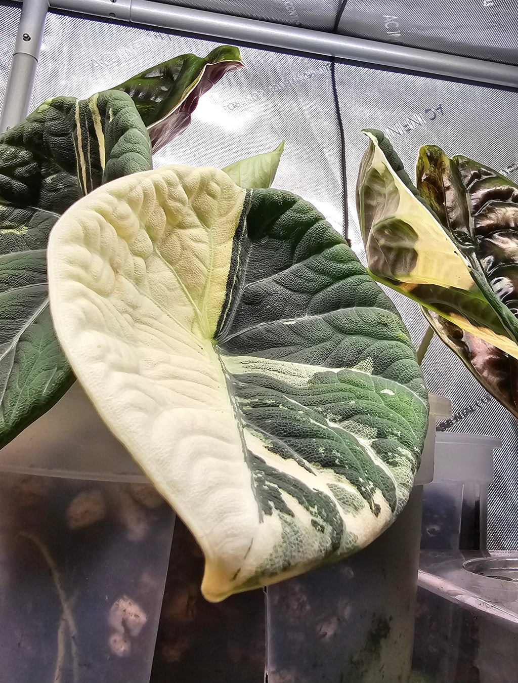 Alocasia Maharani albo corm