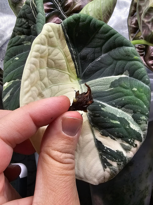 Alocasia Maharani albo corm