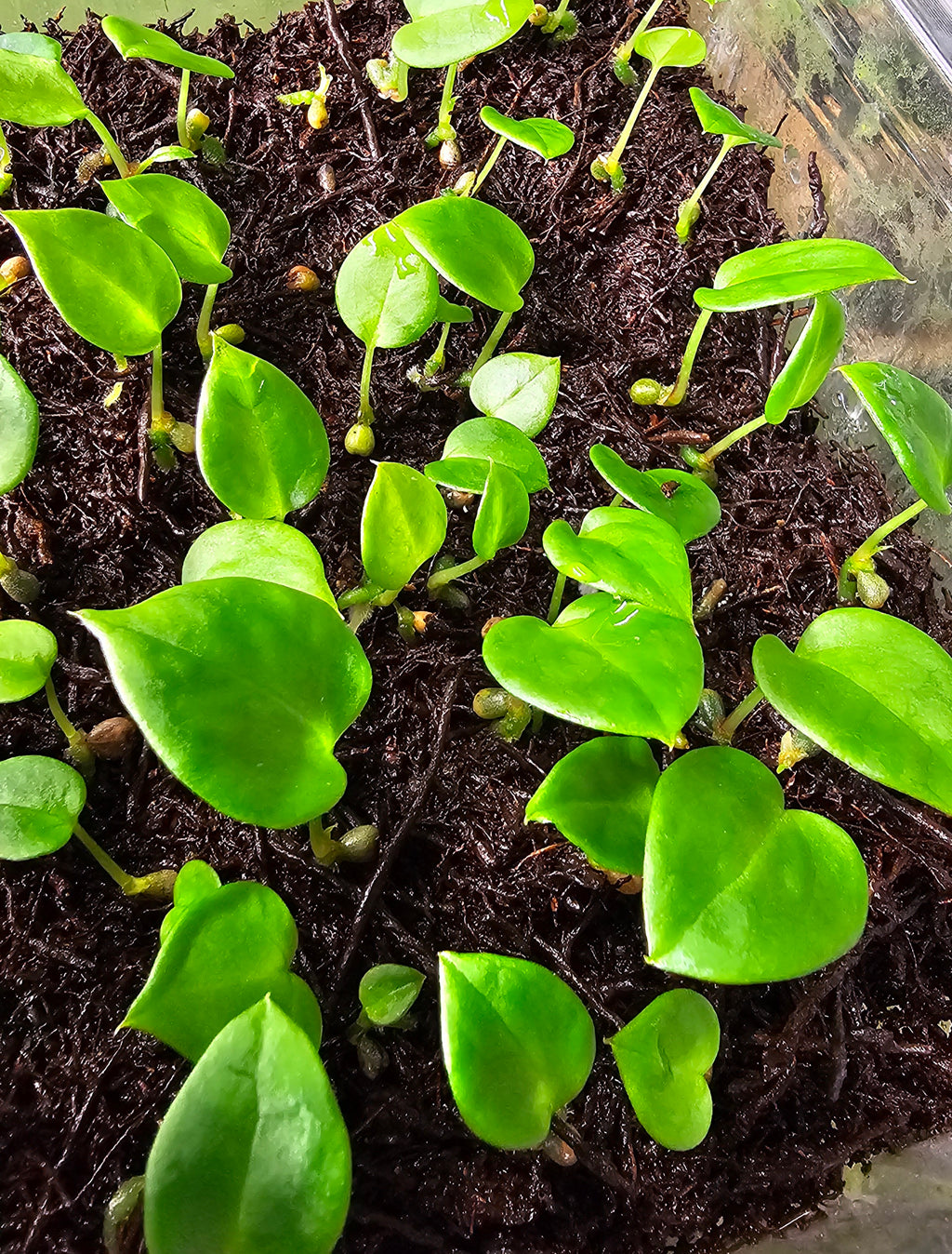 Anthurium (Dark & Handsome x red velvet cake) x Antolakii/Bvep ra1 s1