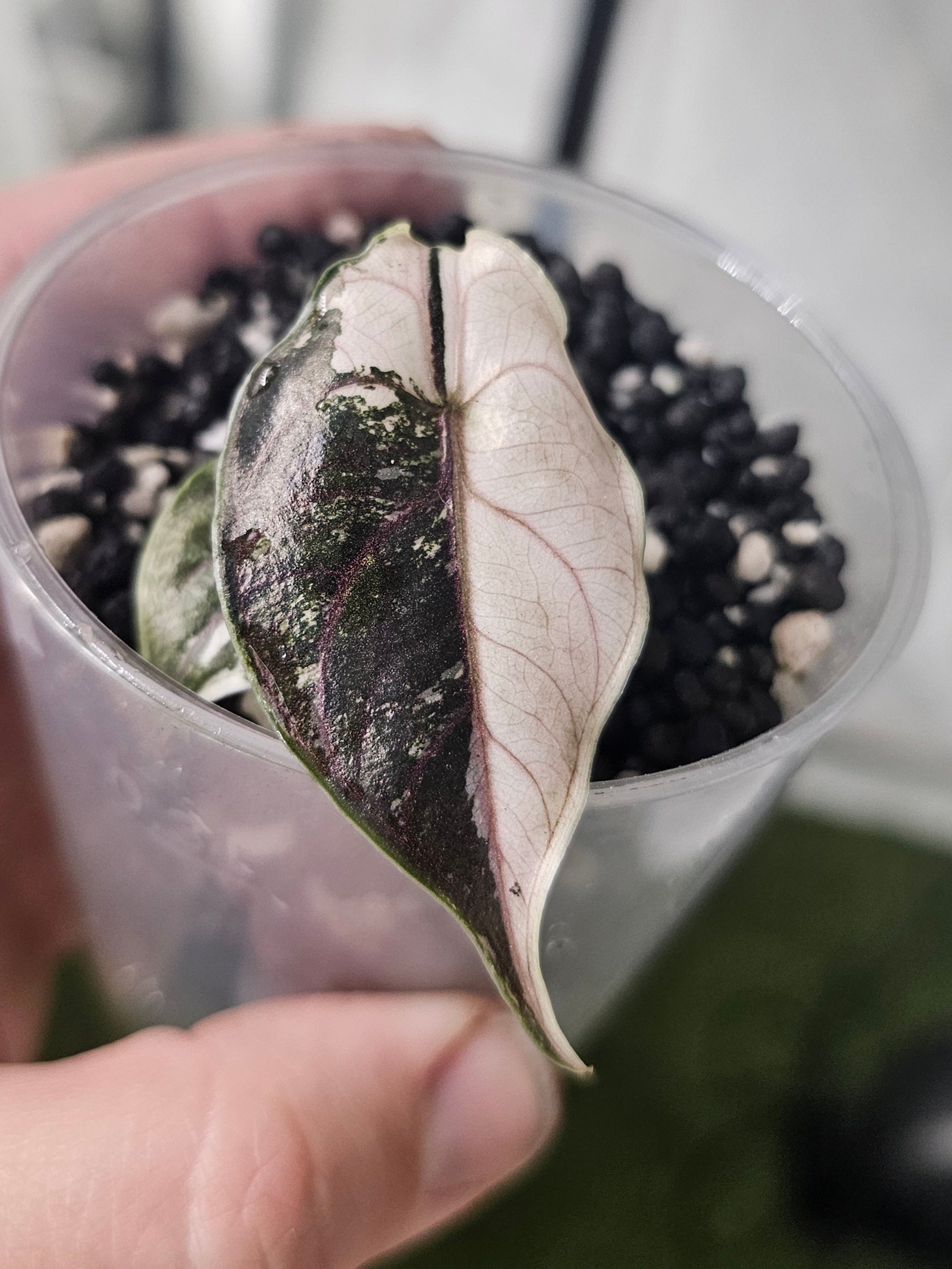 Alocasia Azlanii Pink variegata