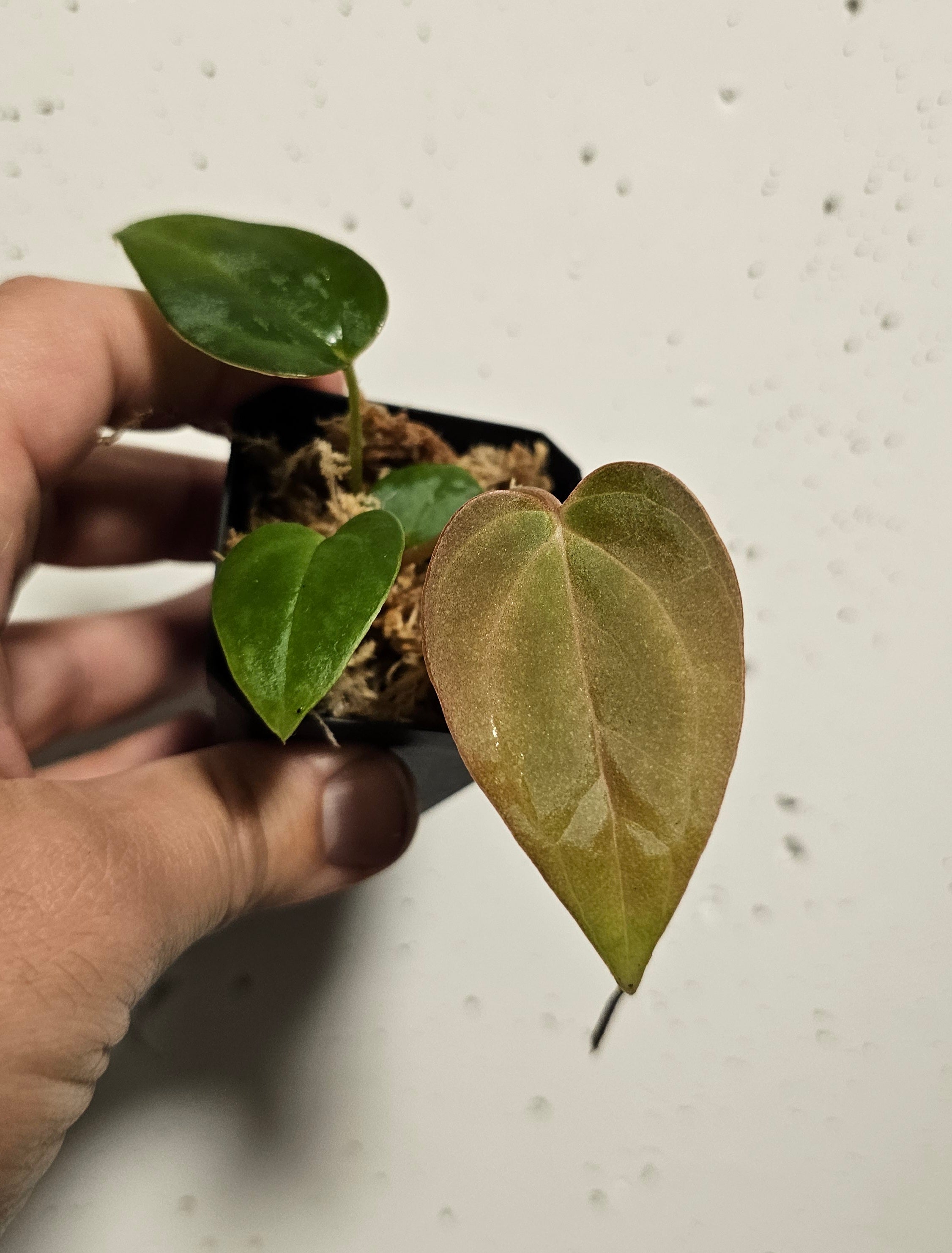 Anthurium Fort Sherman x (Black widow x red velvet cake)
