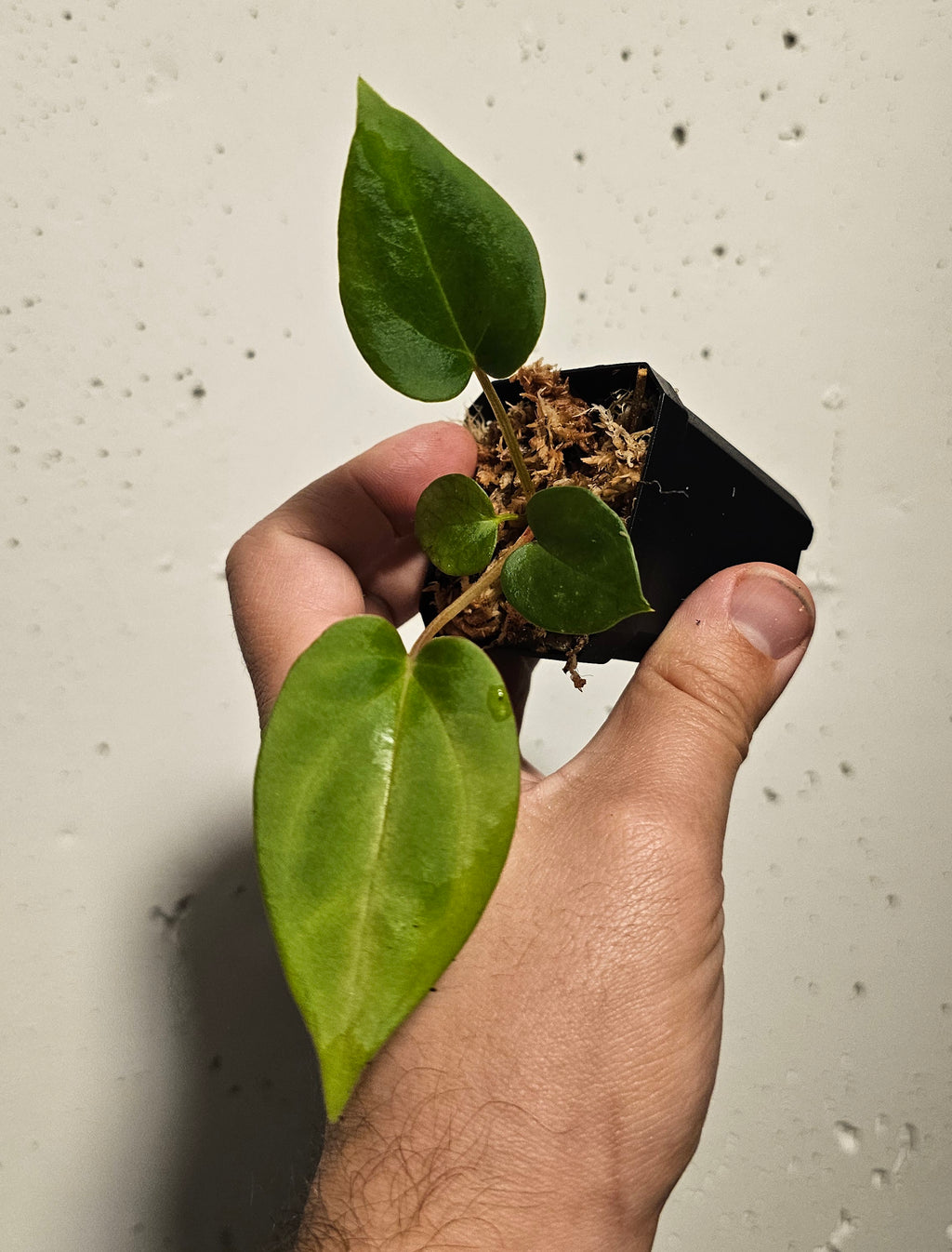 Anthurium Fort Sherman x (Black widow x red velvet cake)