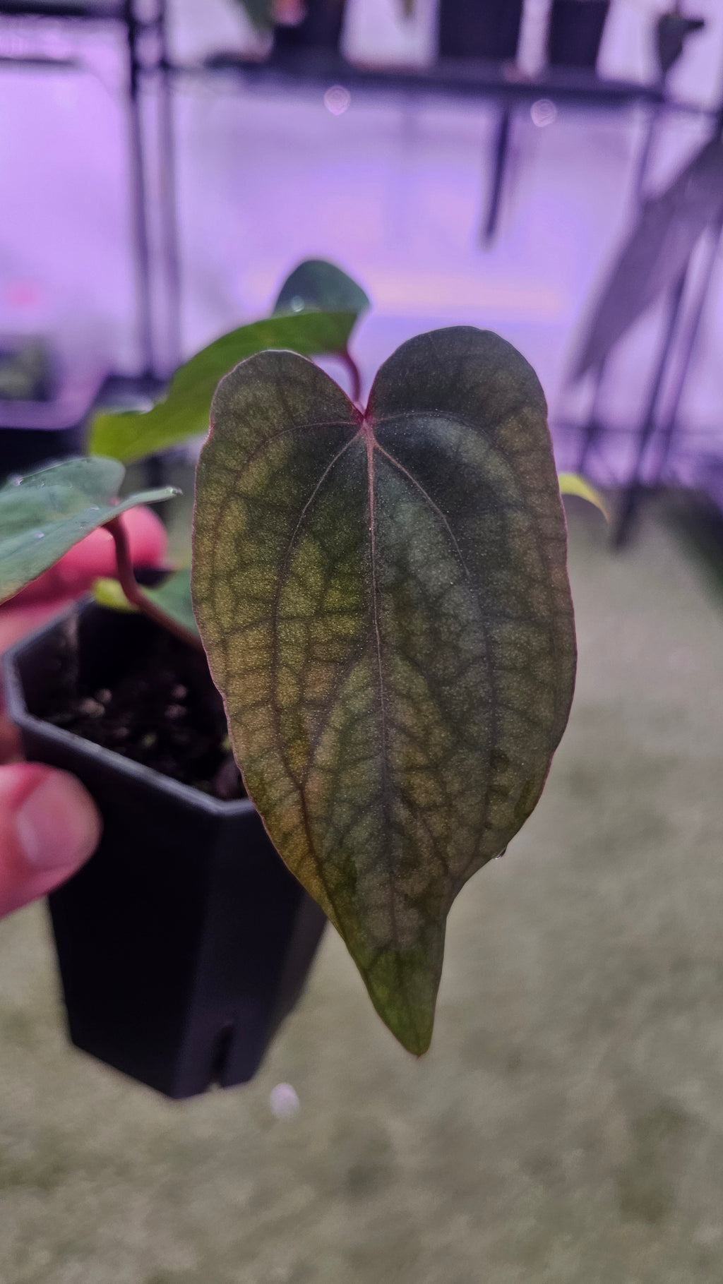 Anthurium Midnight Velvet 'Deepy Ruby' clone