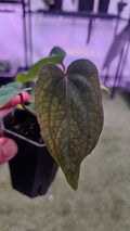 Anthurium Midnight Velvet 'Deepy Ruby' clone