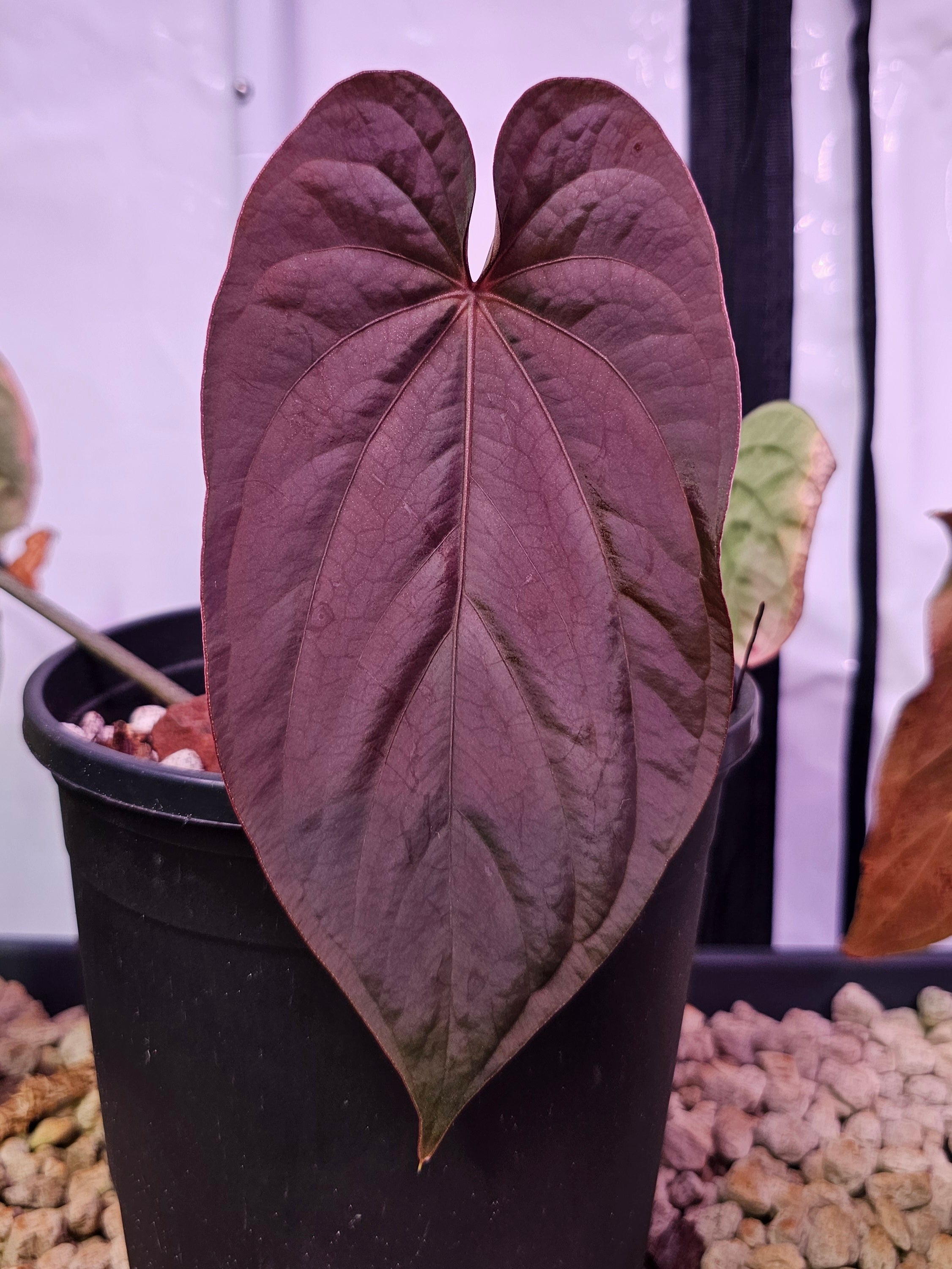 Anthurium Antolakii/Bvep (round x felix) x Ra1 s1