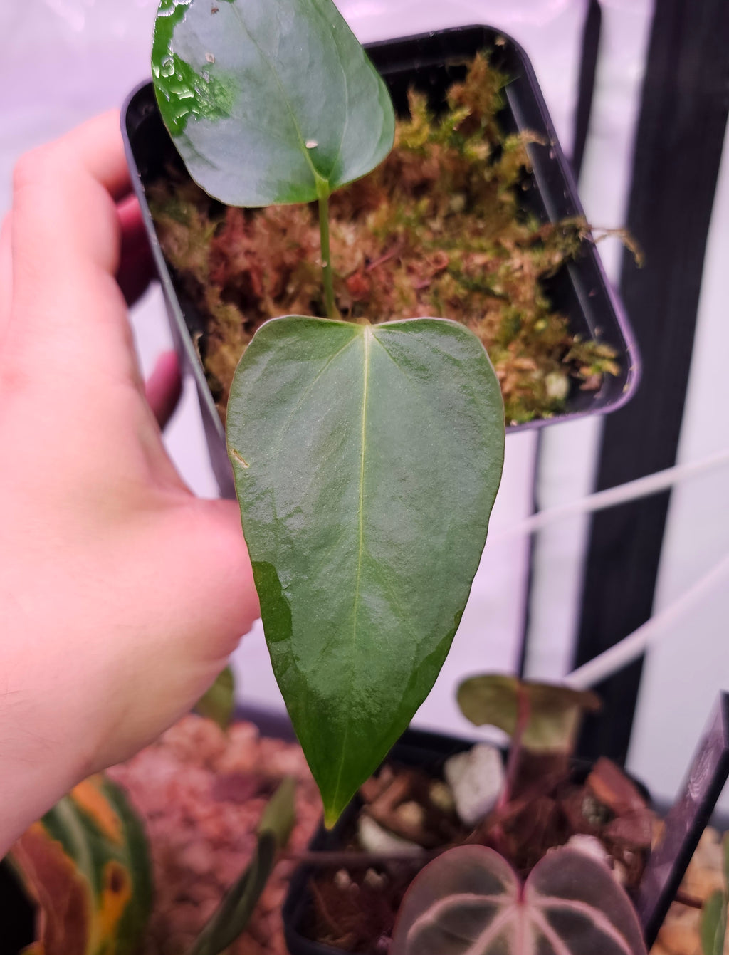 Anthurium Mr. Worldwide