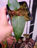 Anthurium Mr. Worldwide