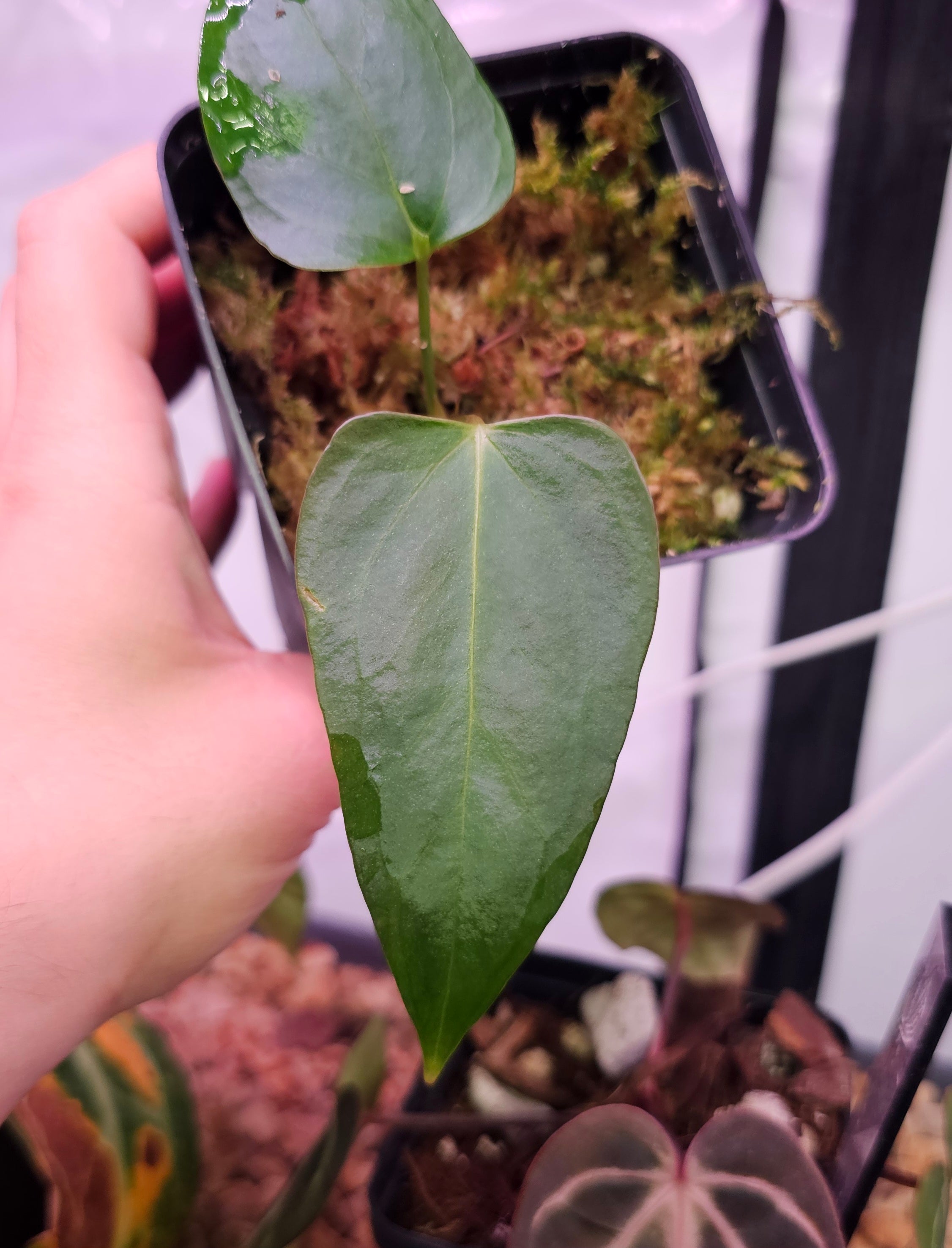 Anthurium Mr. Worldwide