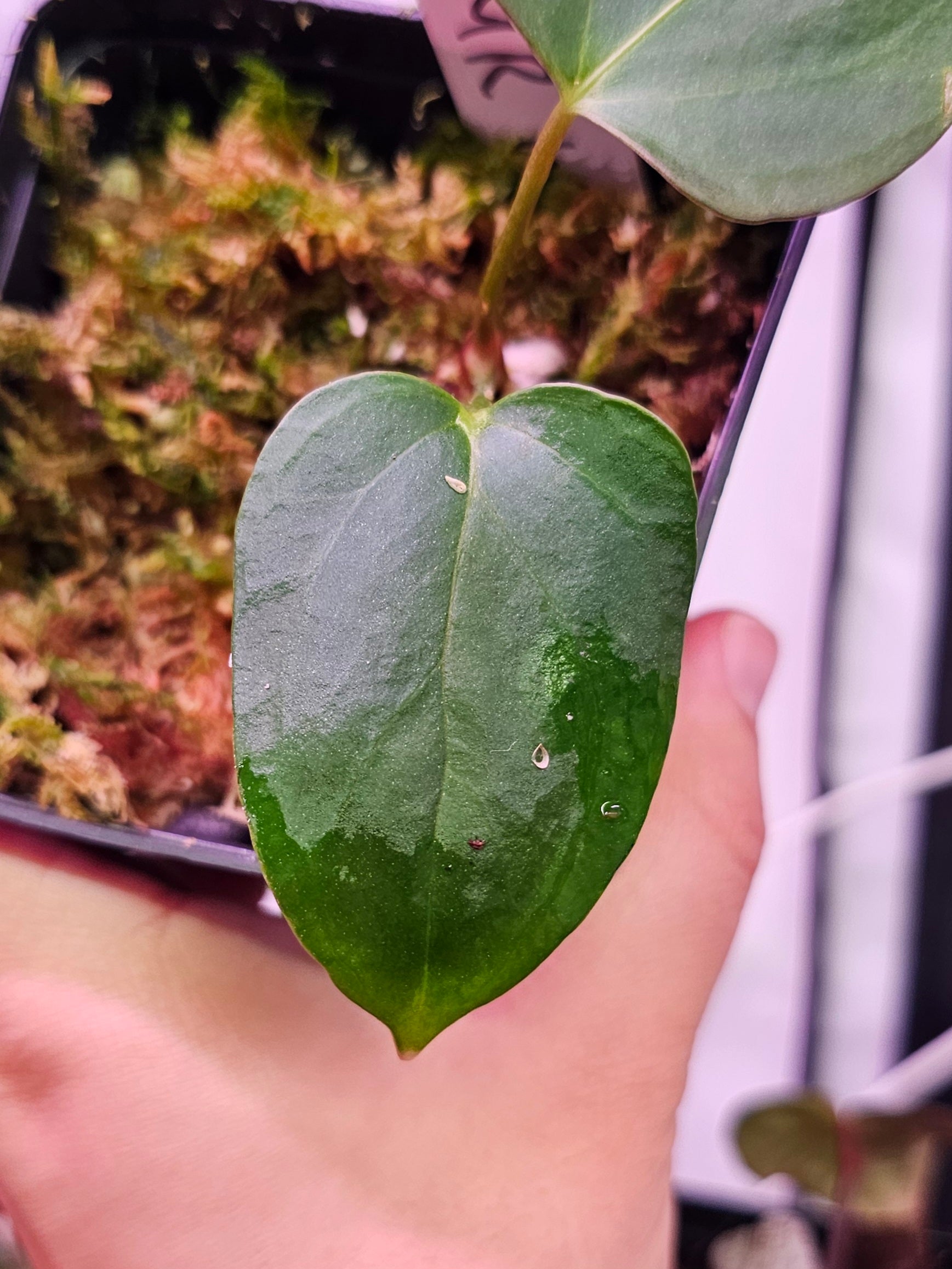 Anthurium Mr. Worldwide