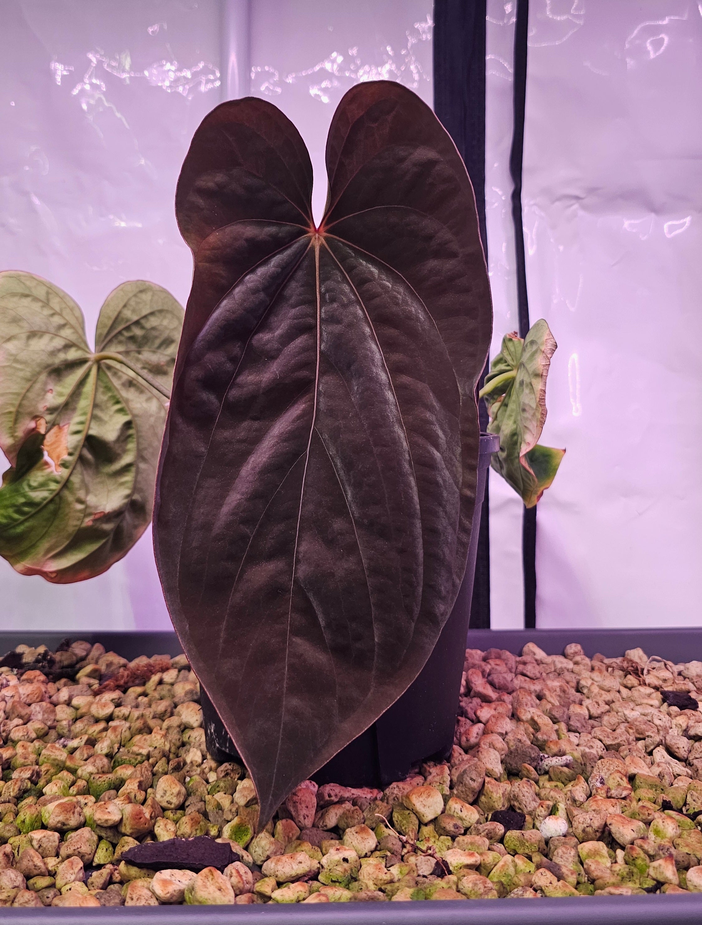 Anthurium Antolakii/Bvep (round x felix) x Ra1 s1