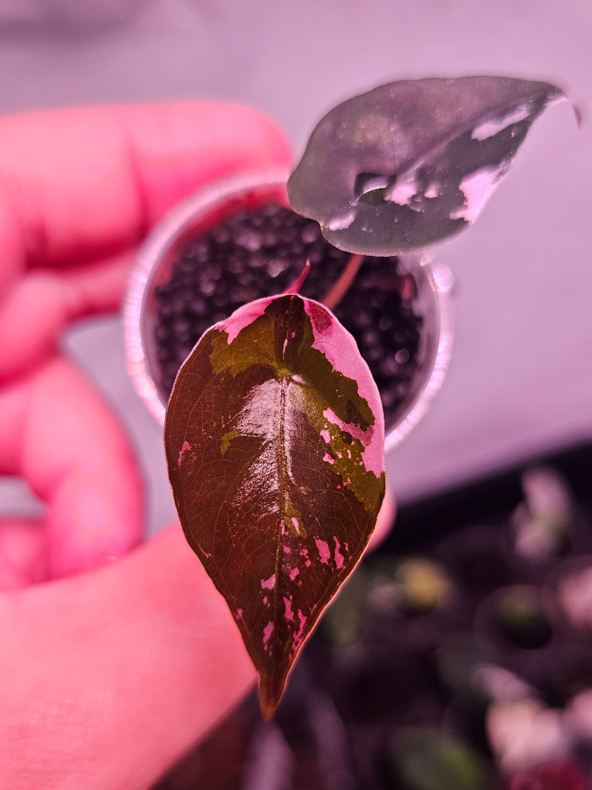 Alocasia Chantrieri pink variegata
