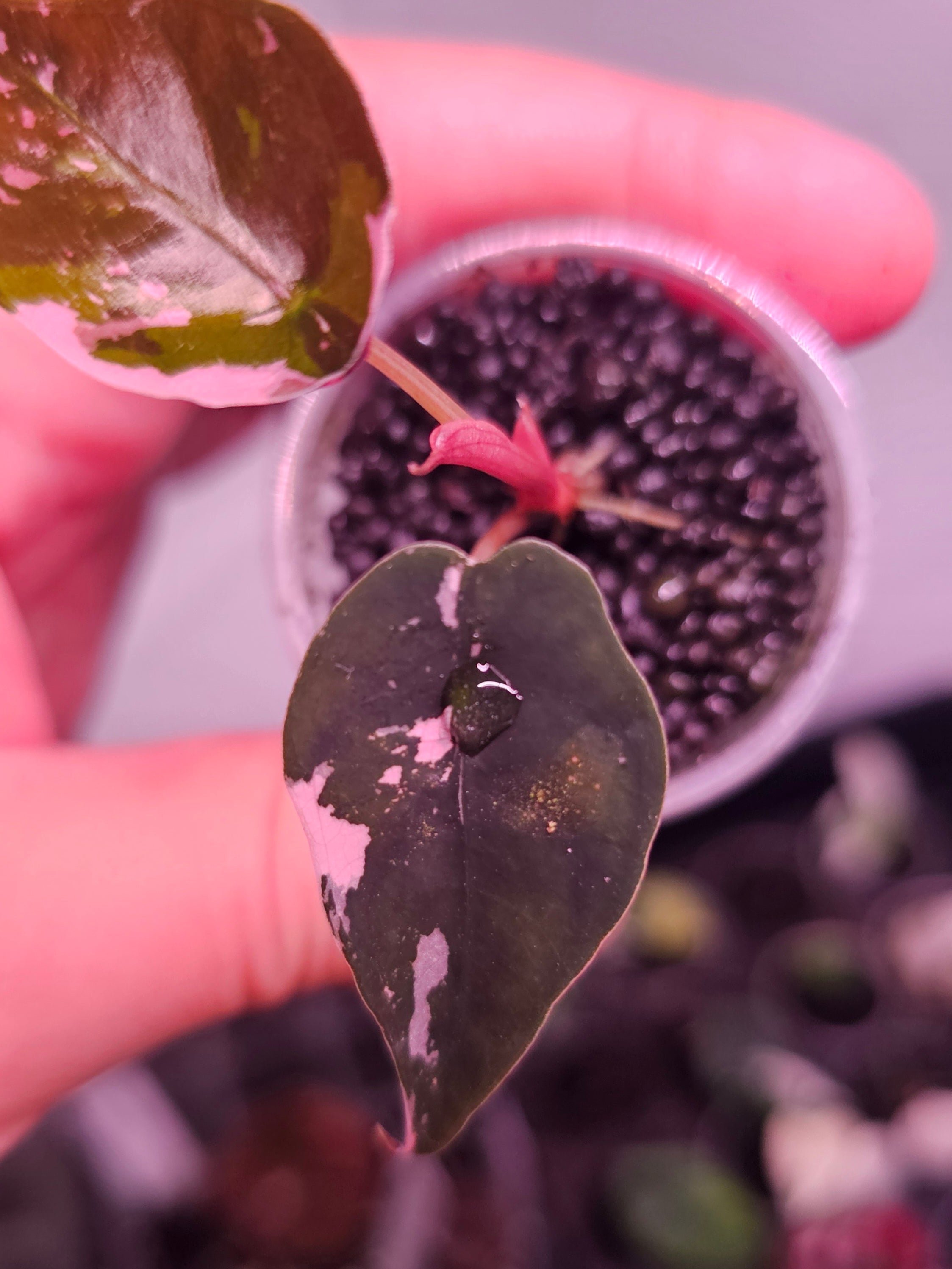 Alocasia Chantrieri pink variegata
