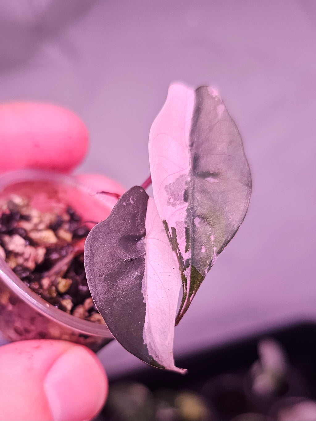 Alocasia Chantrieri pink variegata