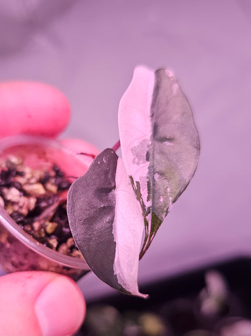 Alocasia Chantrieri pink variegata