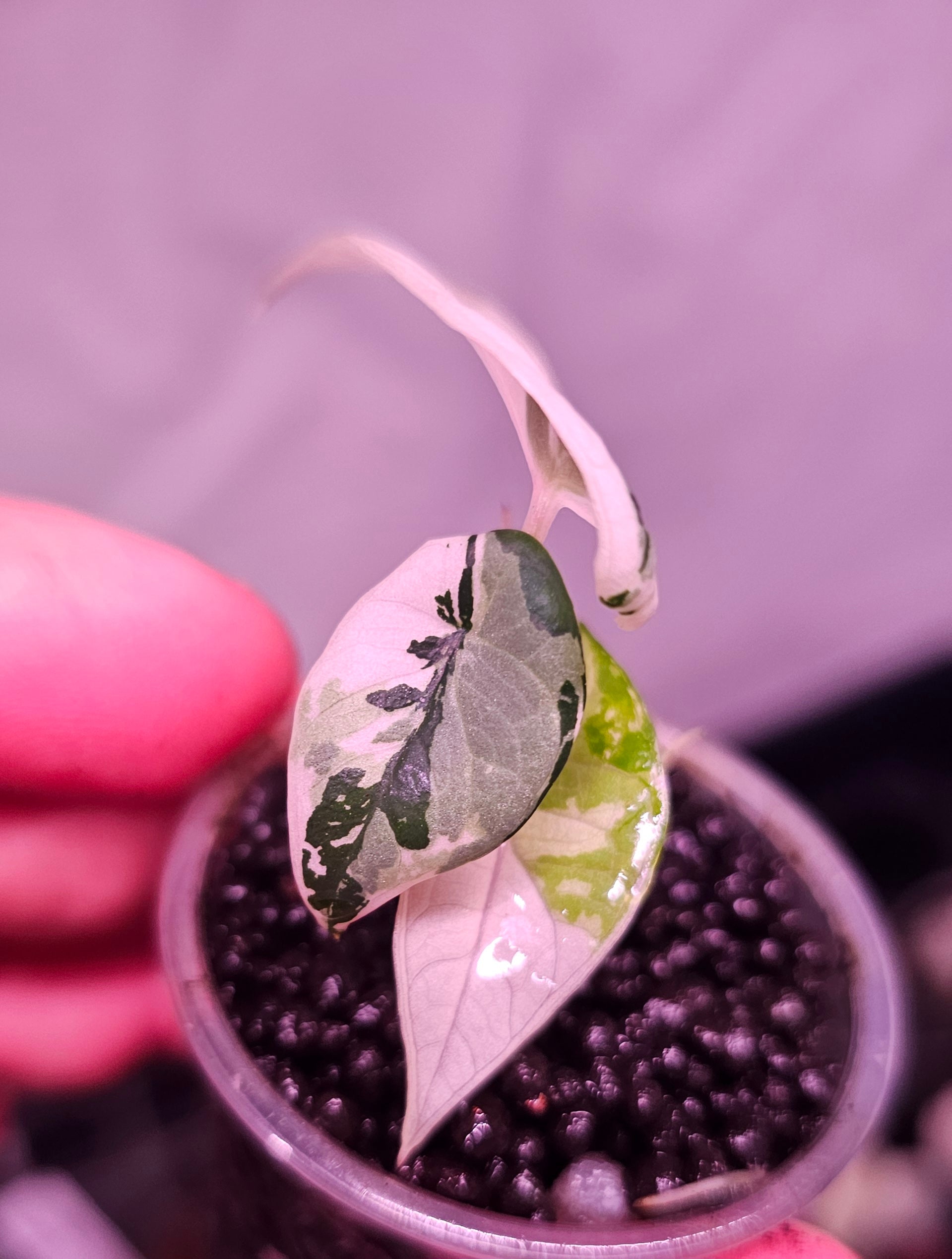 Alocasia Maharani Albo Variegata