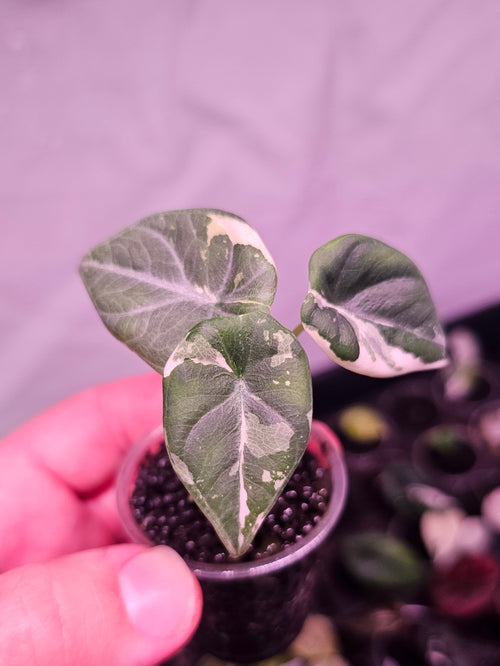 Alocasia Maharani Albo Variegata
