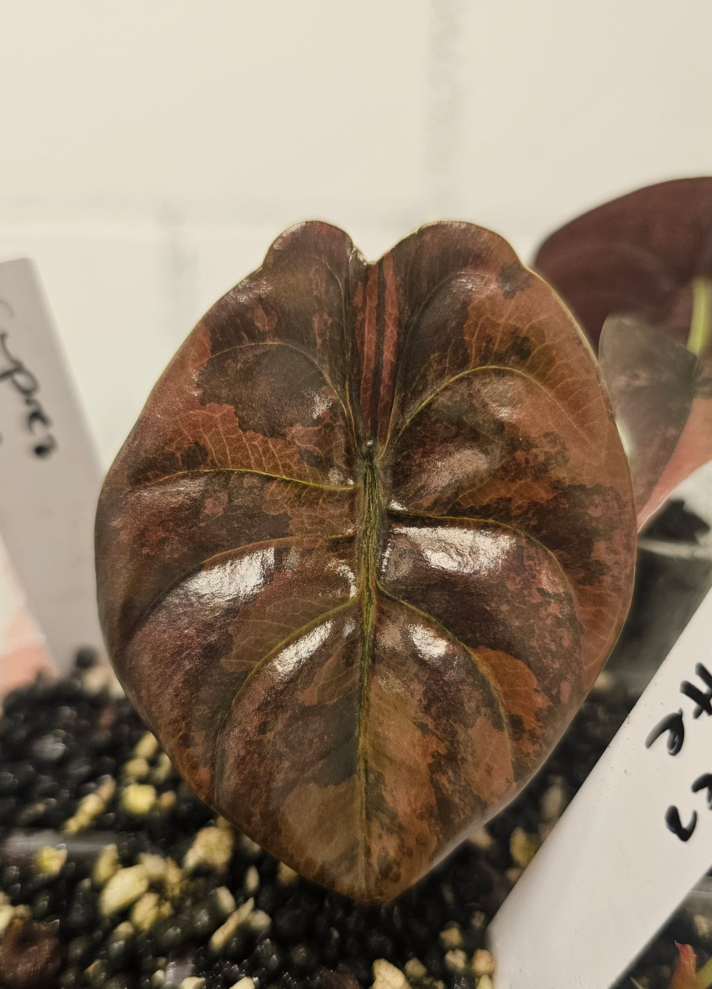 Alocasia Cuprea latte peach variegata