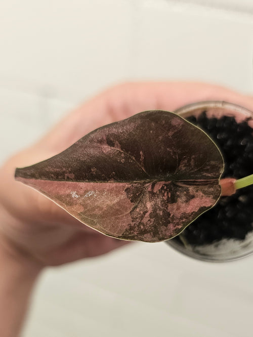 Alocasia Cuprea latte peach variegata