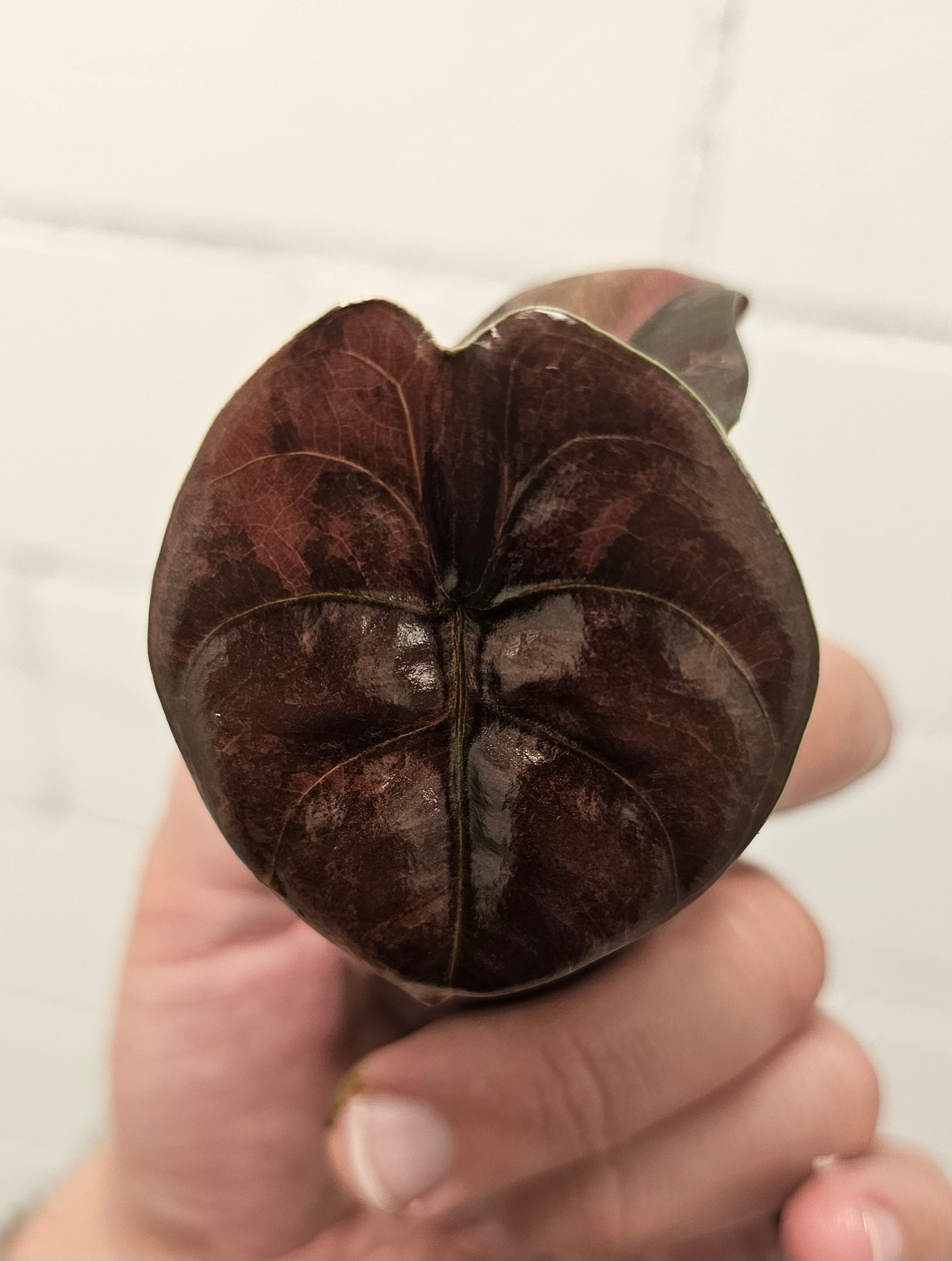 Alocasia Cuprea latte peach variegata