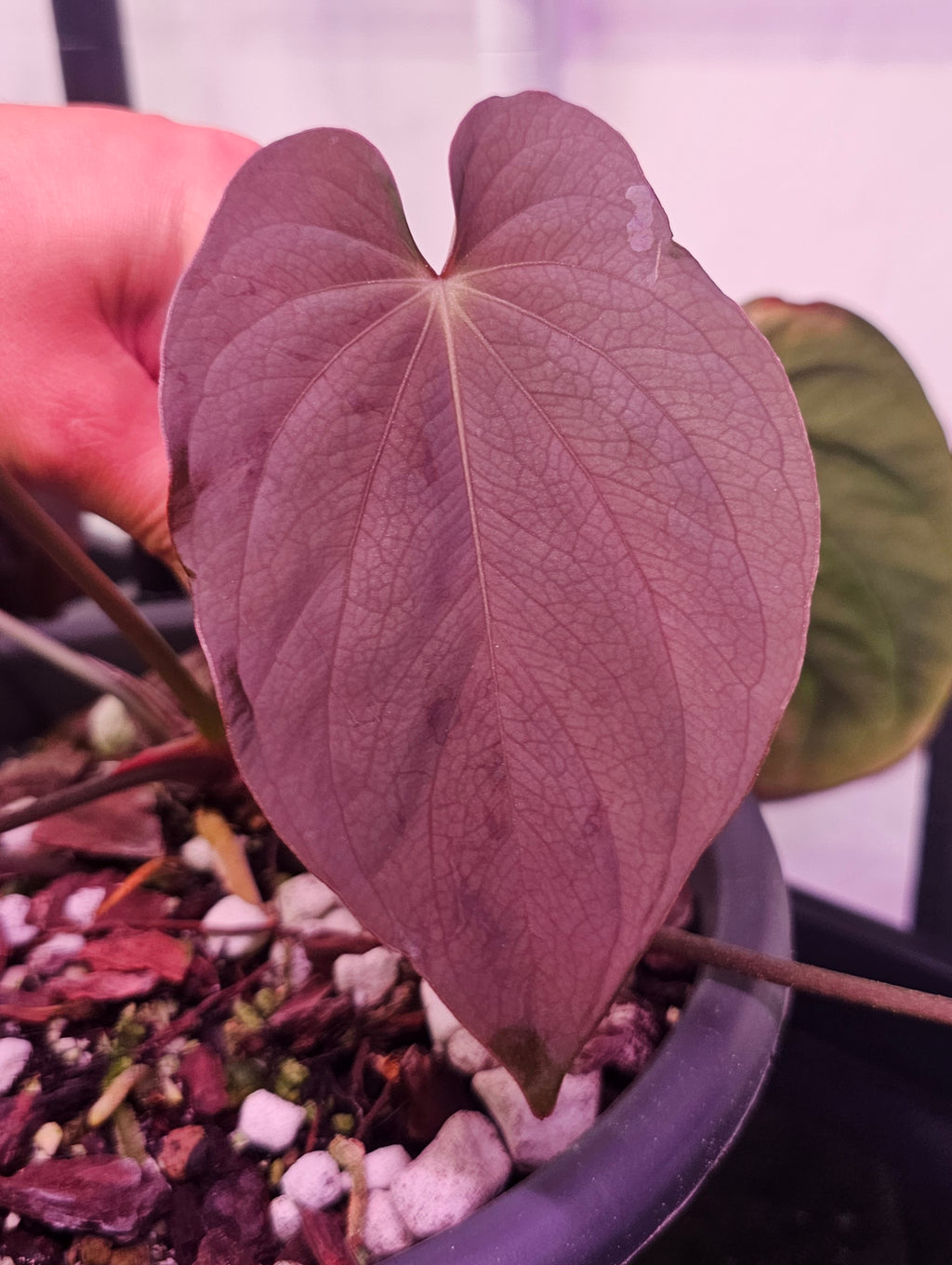 Anthurium Antolakii/Bvep round x felix