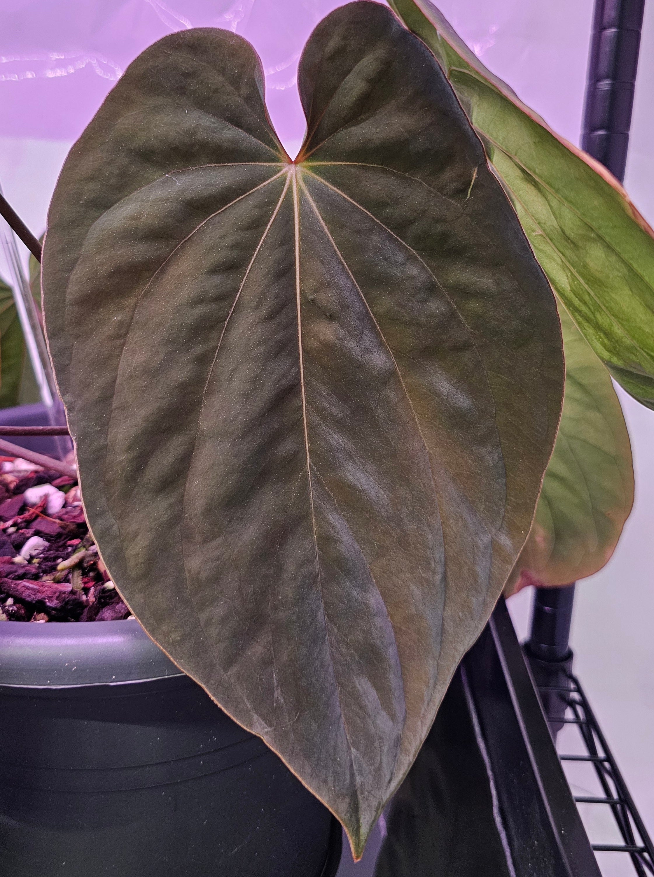 Anthurium Antolakii/Bvep round x felix