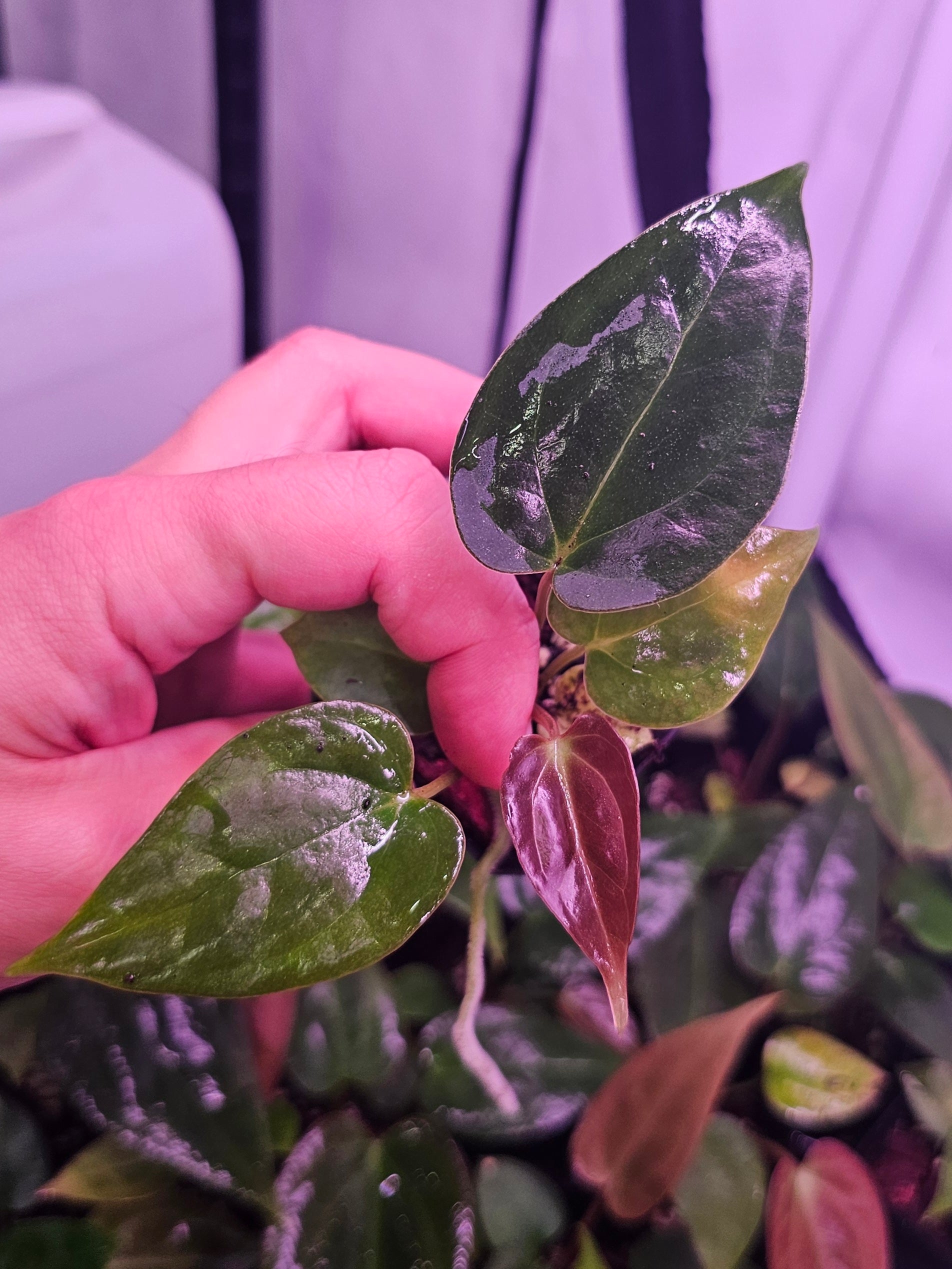 Anthurium Fort Sherman x (Black widow x red velvet cake)