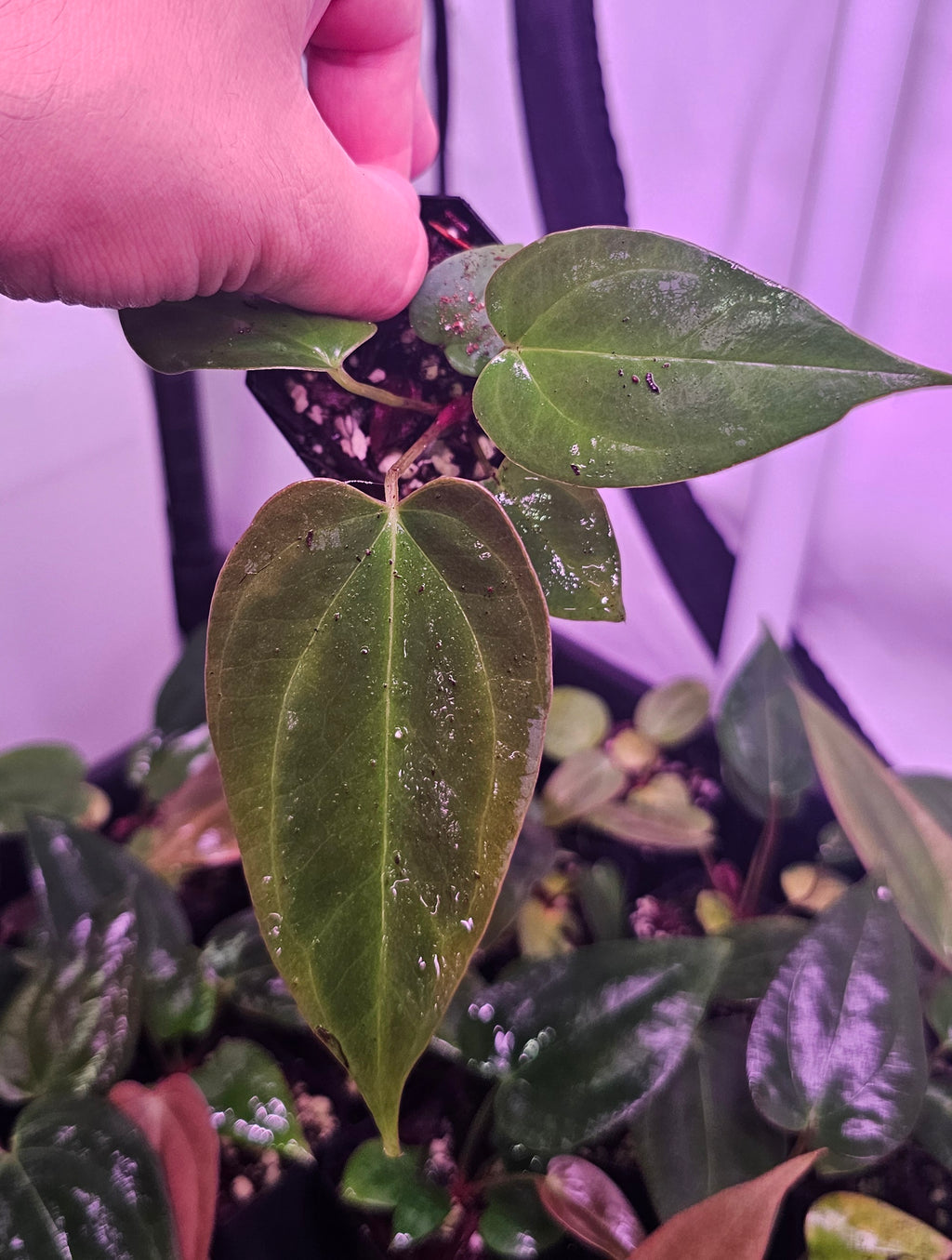 Anthurium Fort Sherman x (Black widow x red velvet cake)