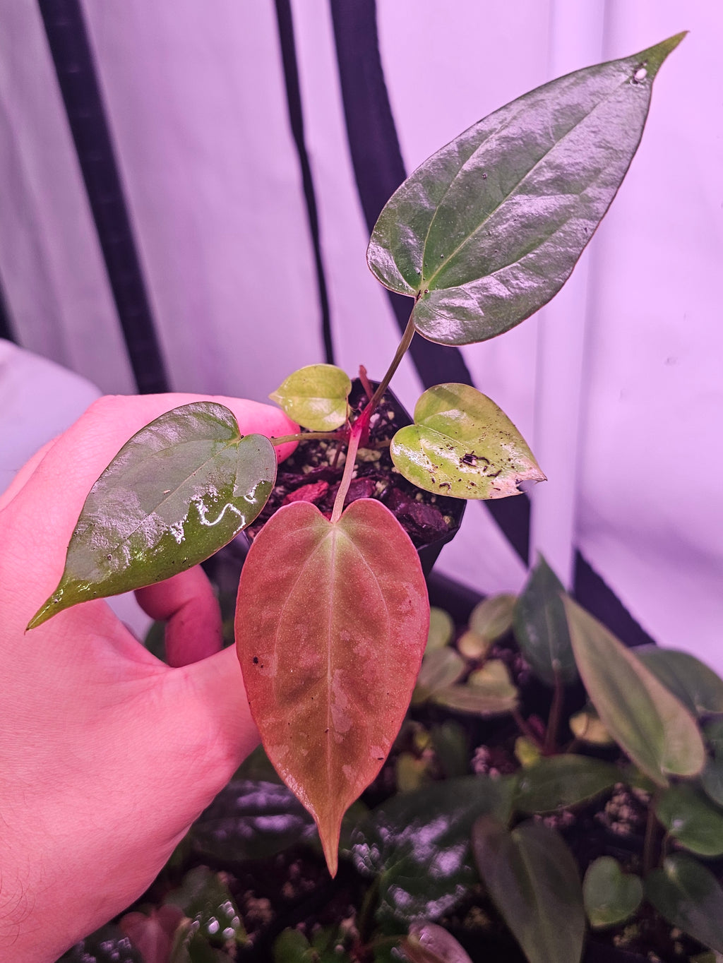 Anthurium Fort Sherman x (Black widow x red velvet cake)