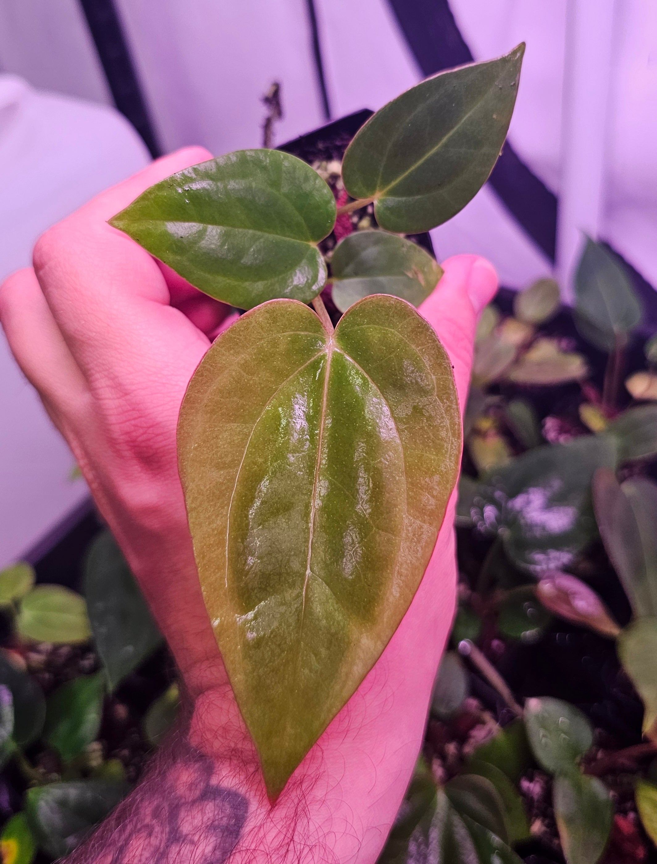 Anthurium Fort Sherman x (Black widow x red velvet cake)