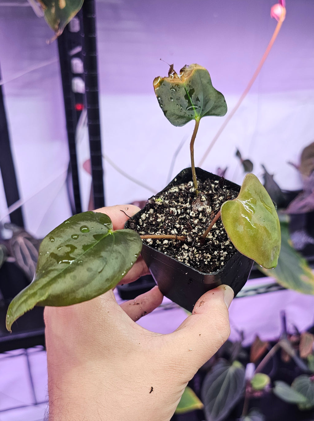 Anthurium Sp. NOV DF 