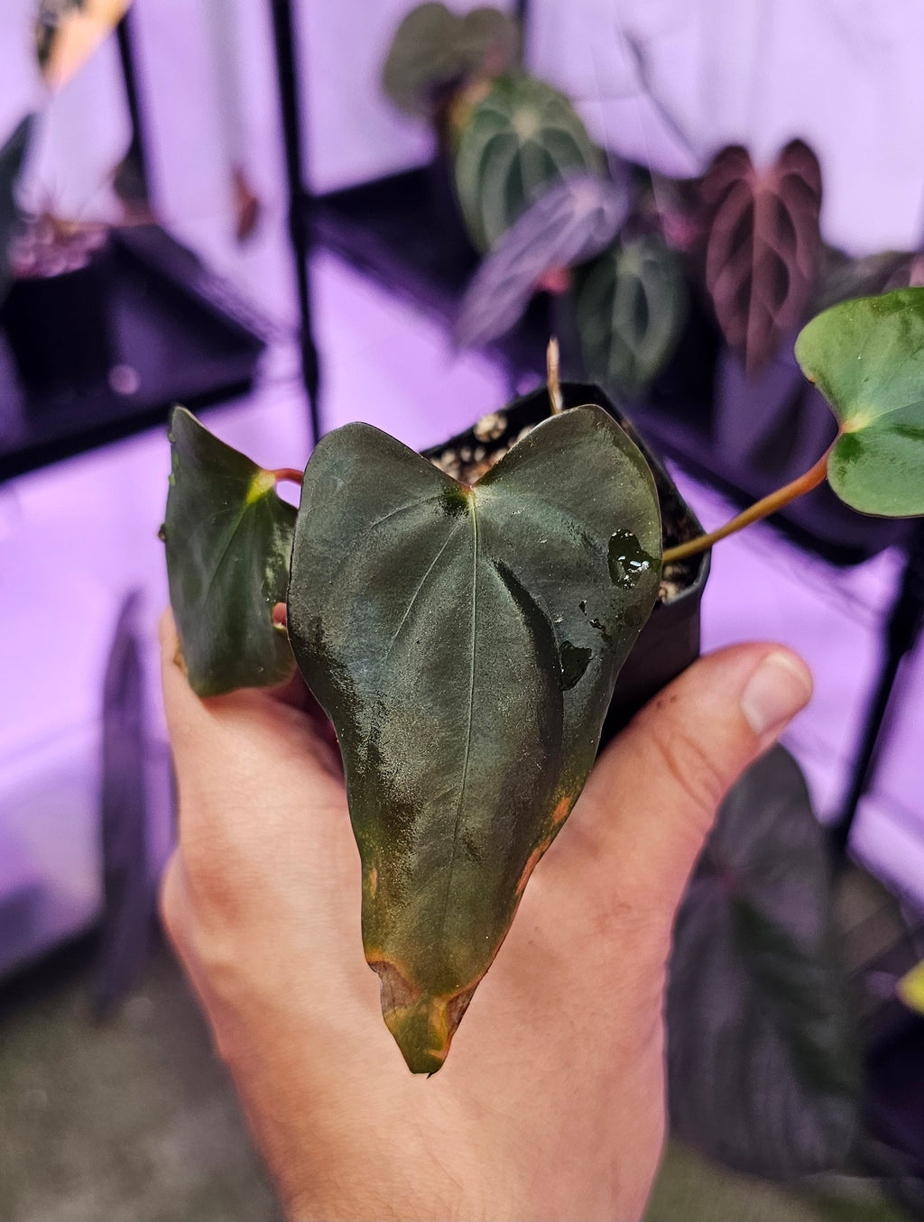 Anthurium Sp. NOV DF 