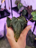 Anthurium Sp. NOV DF 