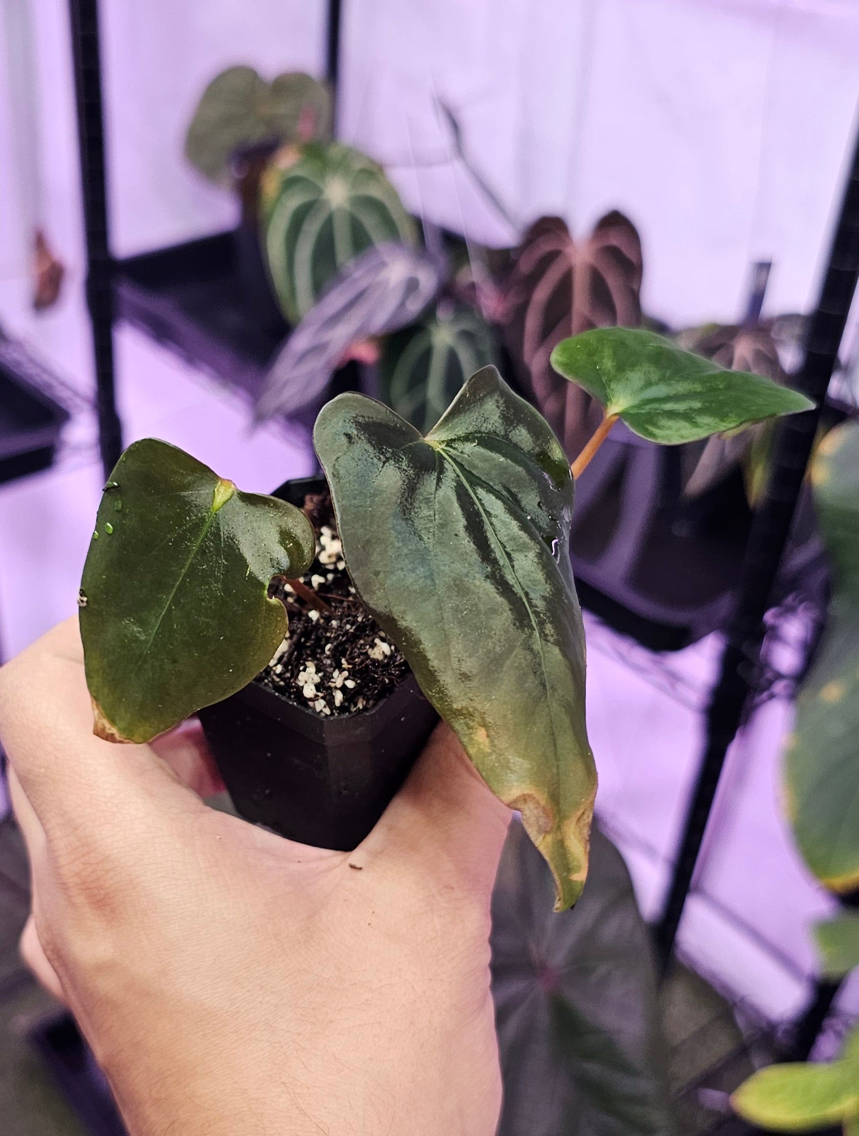 Anthurium Sp. NOV DF 