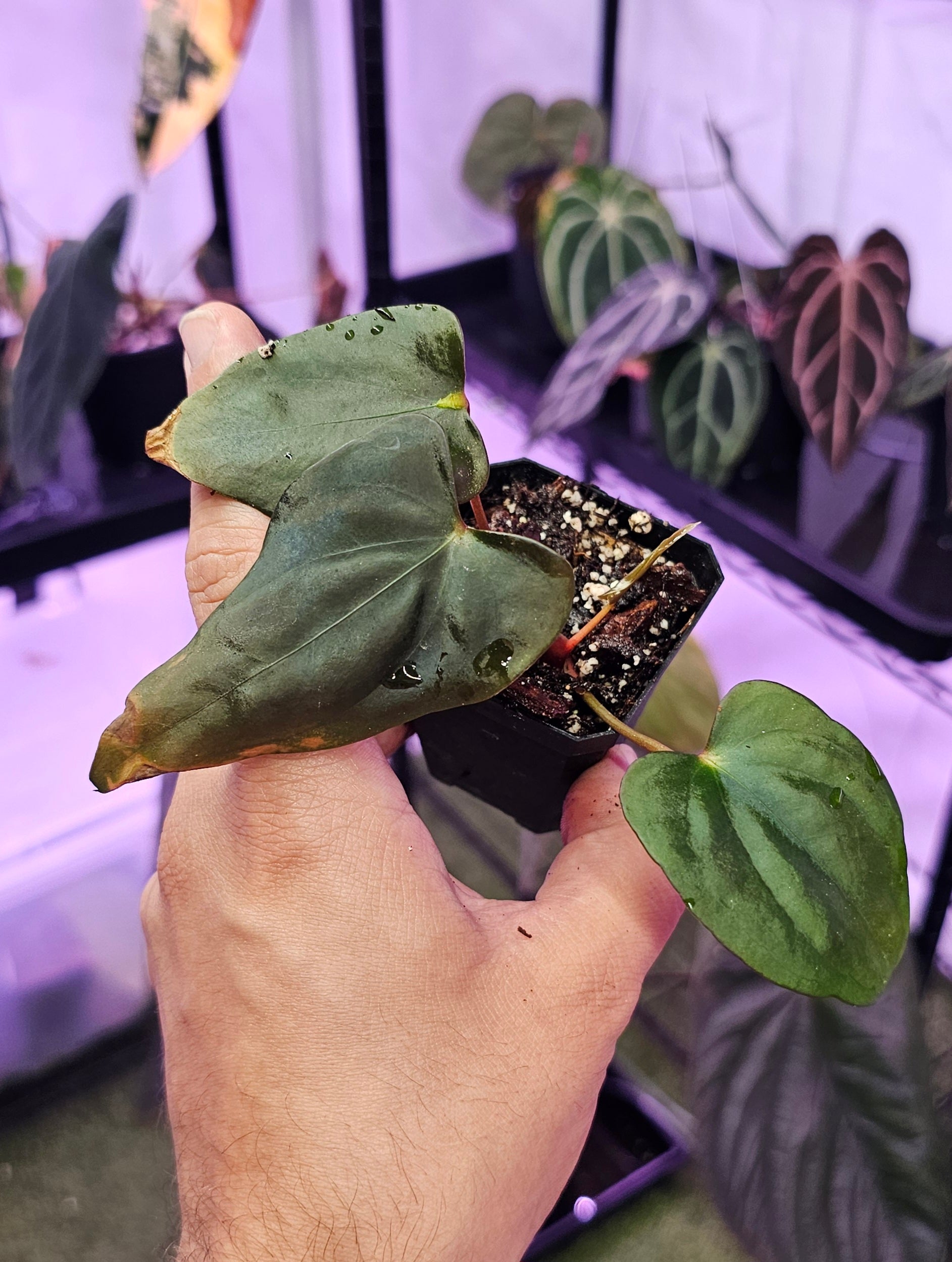 Anthurium Sp. NOV DF 