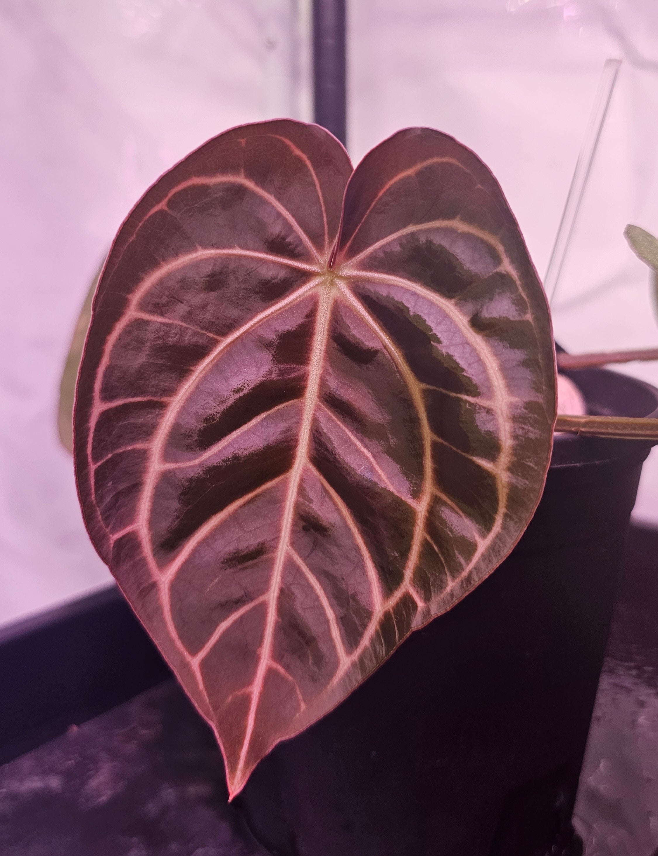 Anthurium Carlablackiae Wu2 x self 