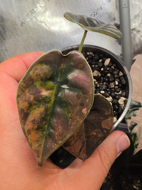 Alocasia Cuprea latte peach variegata
